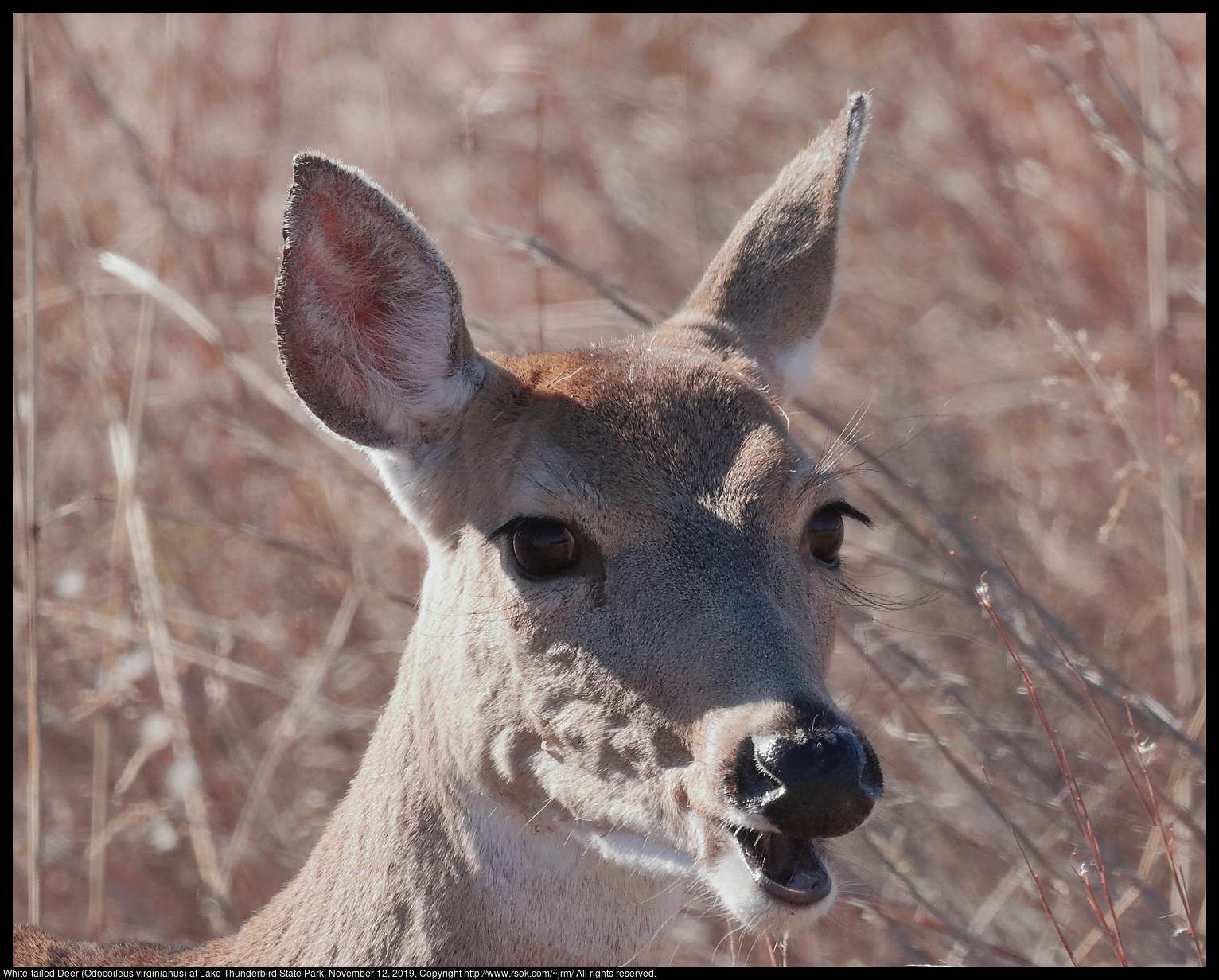 White-tailed Deer (Odocoileus virginianus) at Lake Thunderbird State Park, November 12, 2019