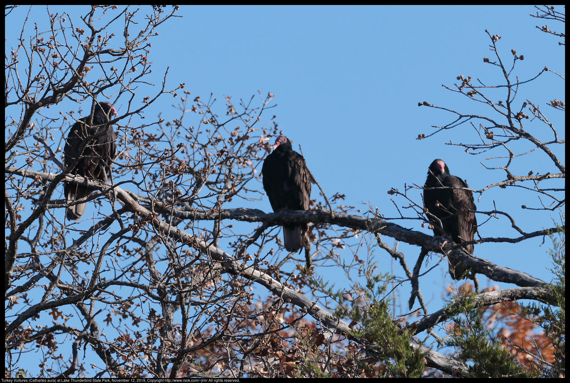 Turkey Vultures (Cathartes aura) at Lake Thunderbird State Park, November 12, 2019