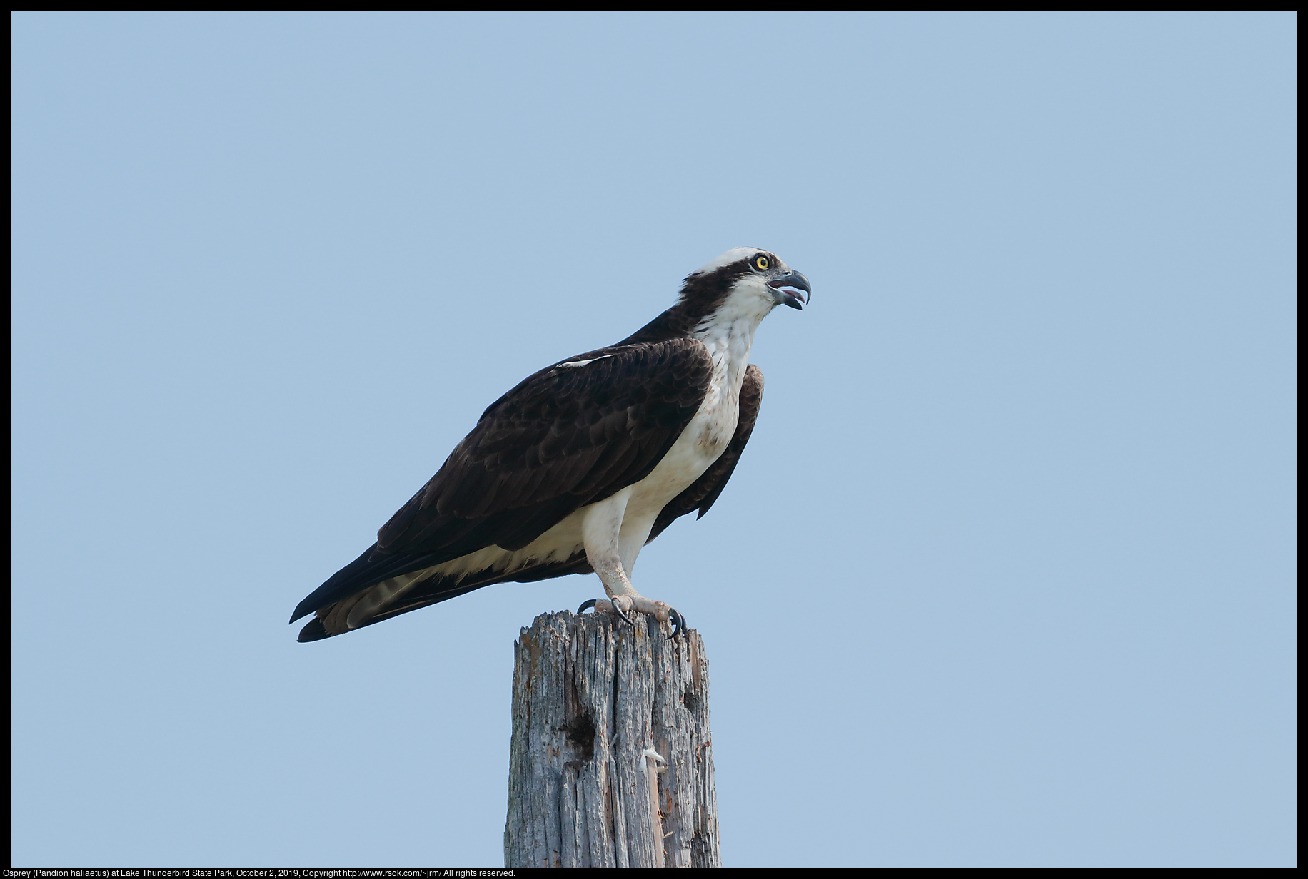Osprey (Pandion haliaetus) at Lake Thunderbird State Park, October 2, 2019