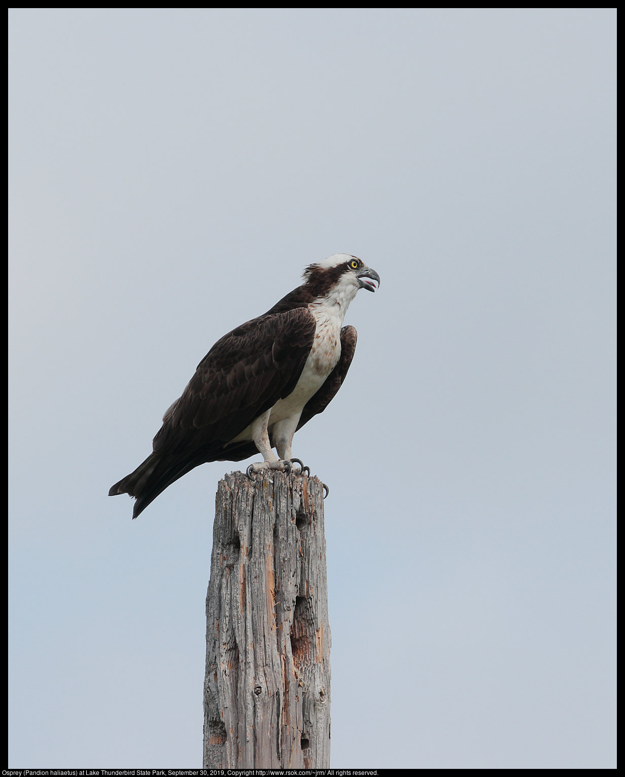 Osprey (Pandion haliaetus) at Lake Thunderbird State Park, September 30, 2019