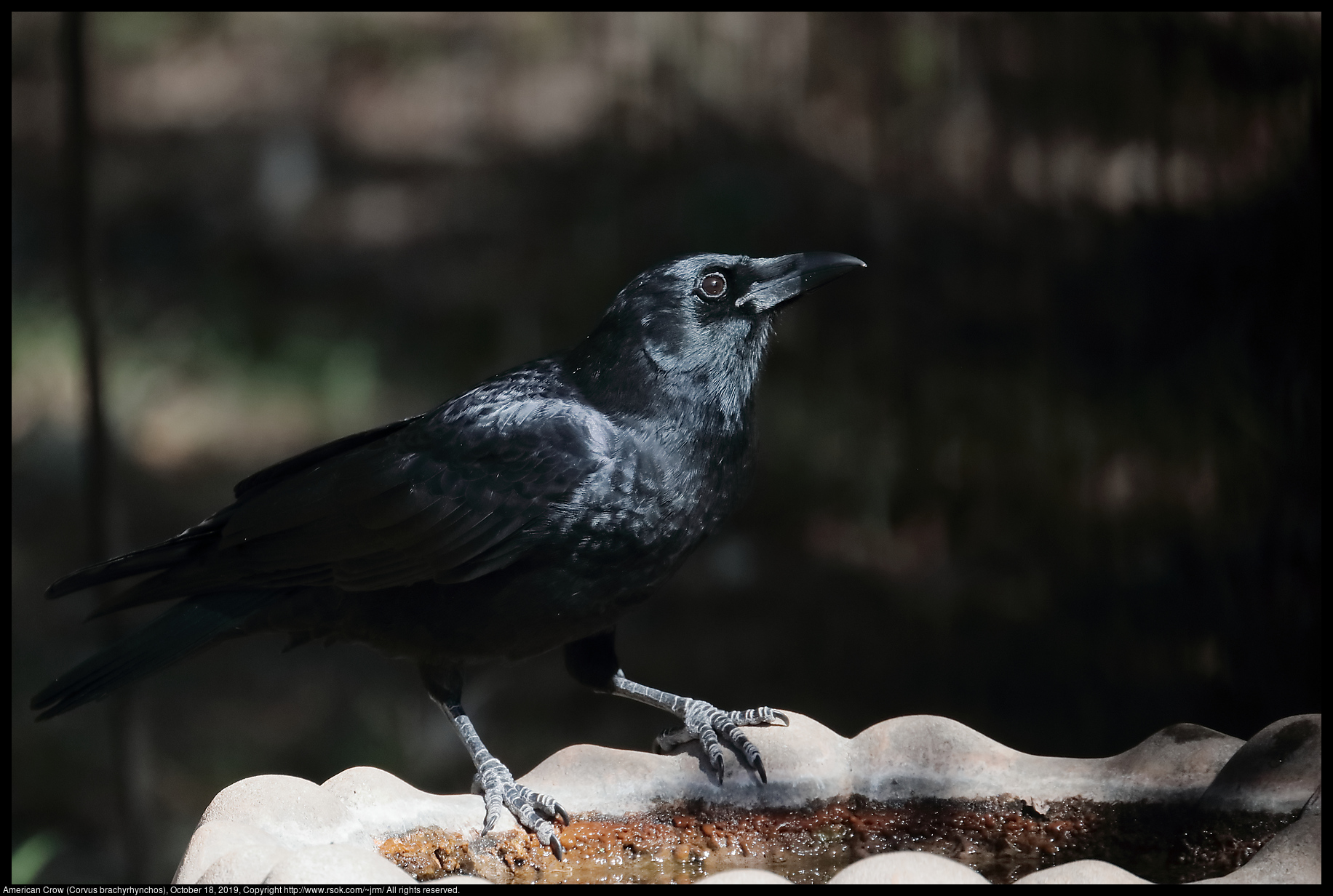 American Crow (Corvus brachyrhynchos), October 18, 2019