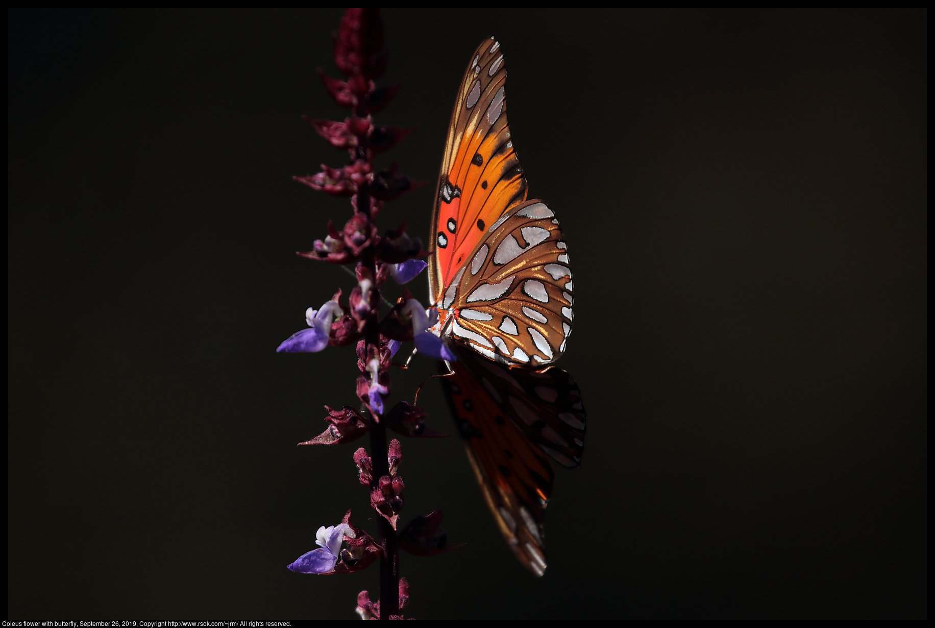 Coleus flower with butterfly, September 26, 2019