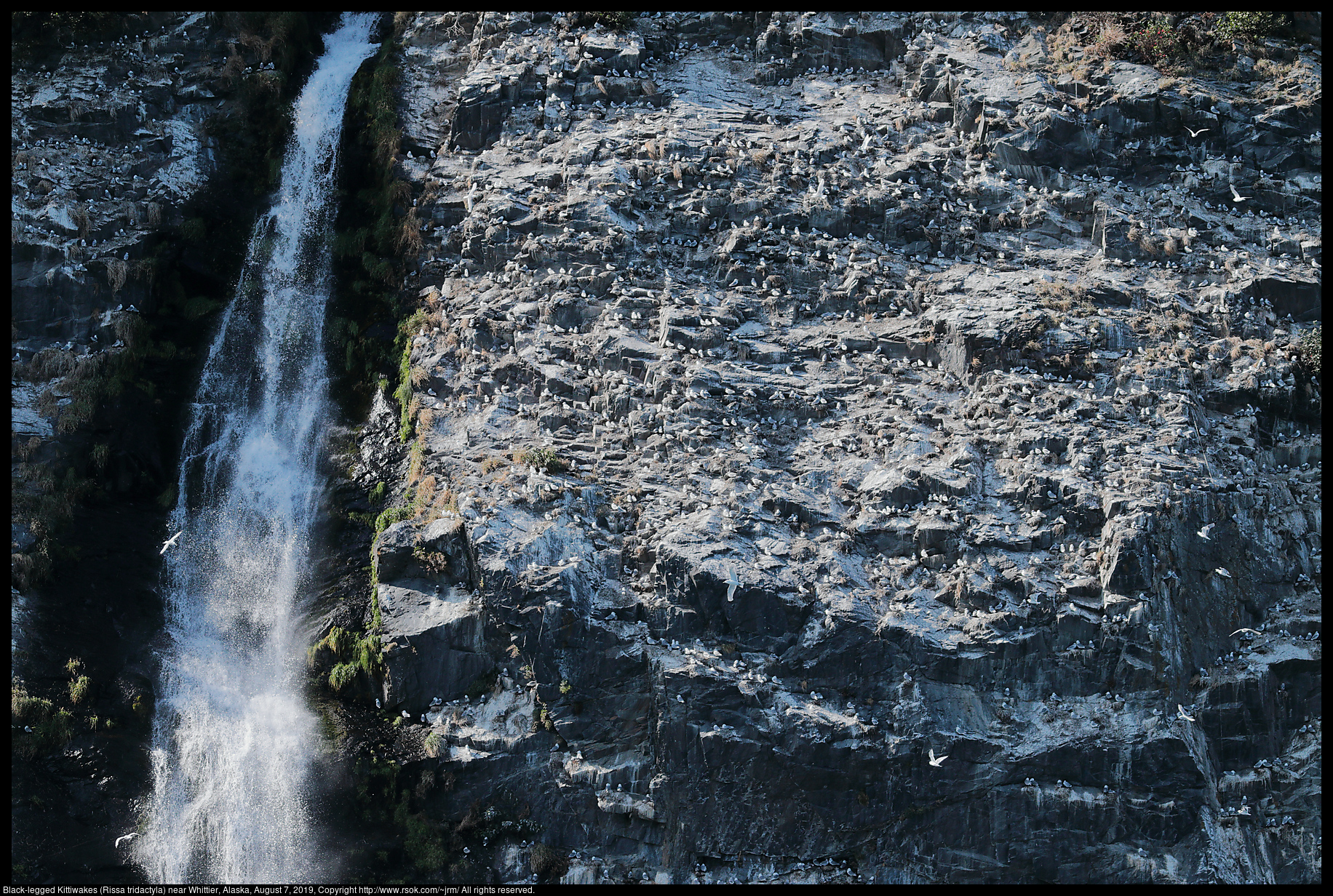 Black-legged Kittiwakes (Rissa tridactyla) near Whittier, Alaska, August 7, 2019