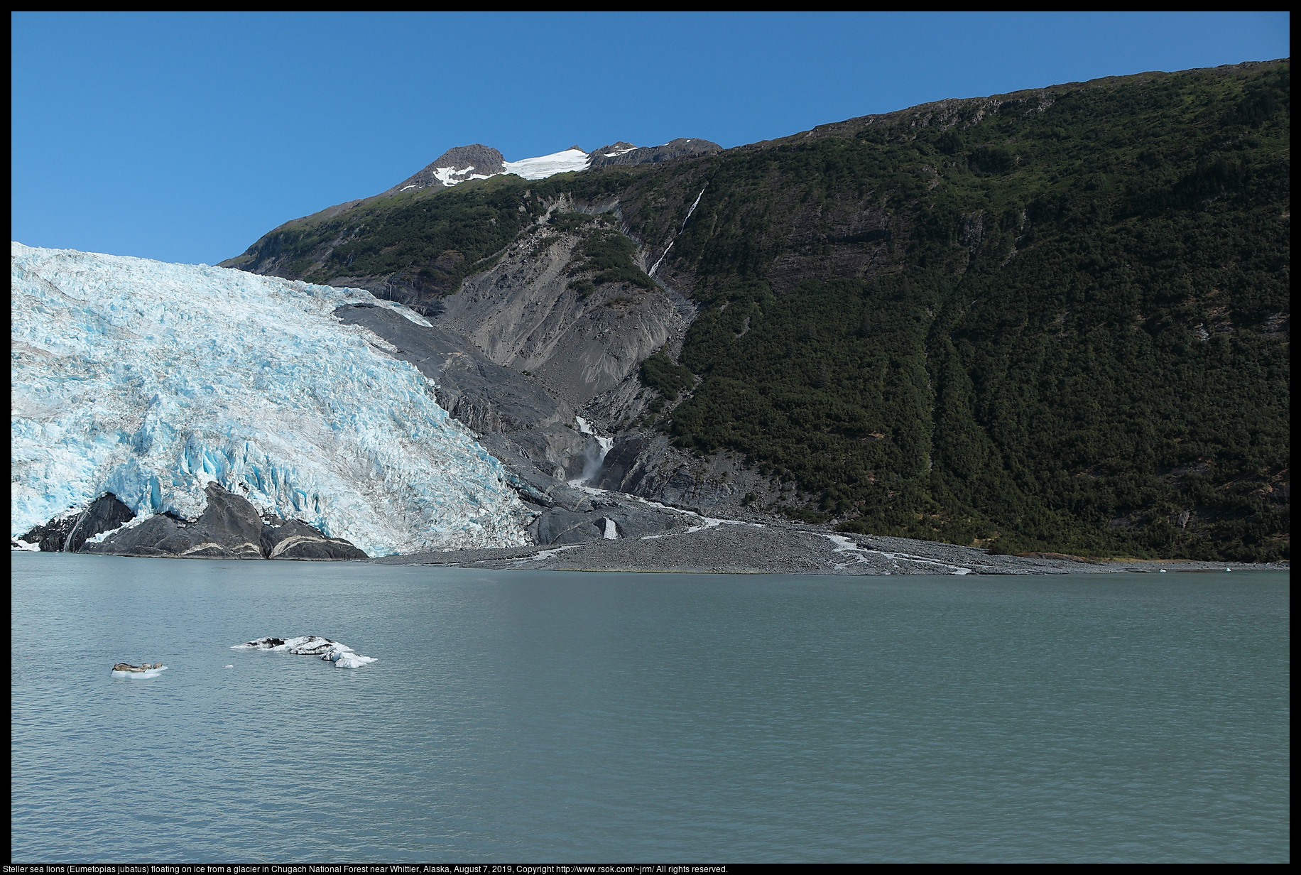 Steller sea lions (Eumetopias jubatus) floating on ice from a glacier in Chugach National Forest near Whittier, Alaska, August 7, 2019