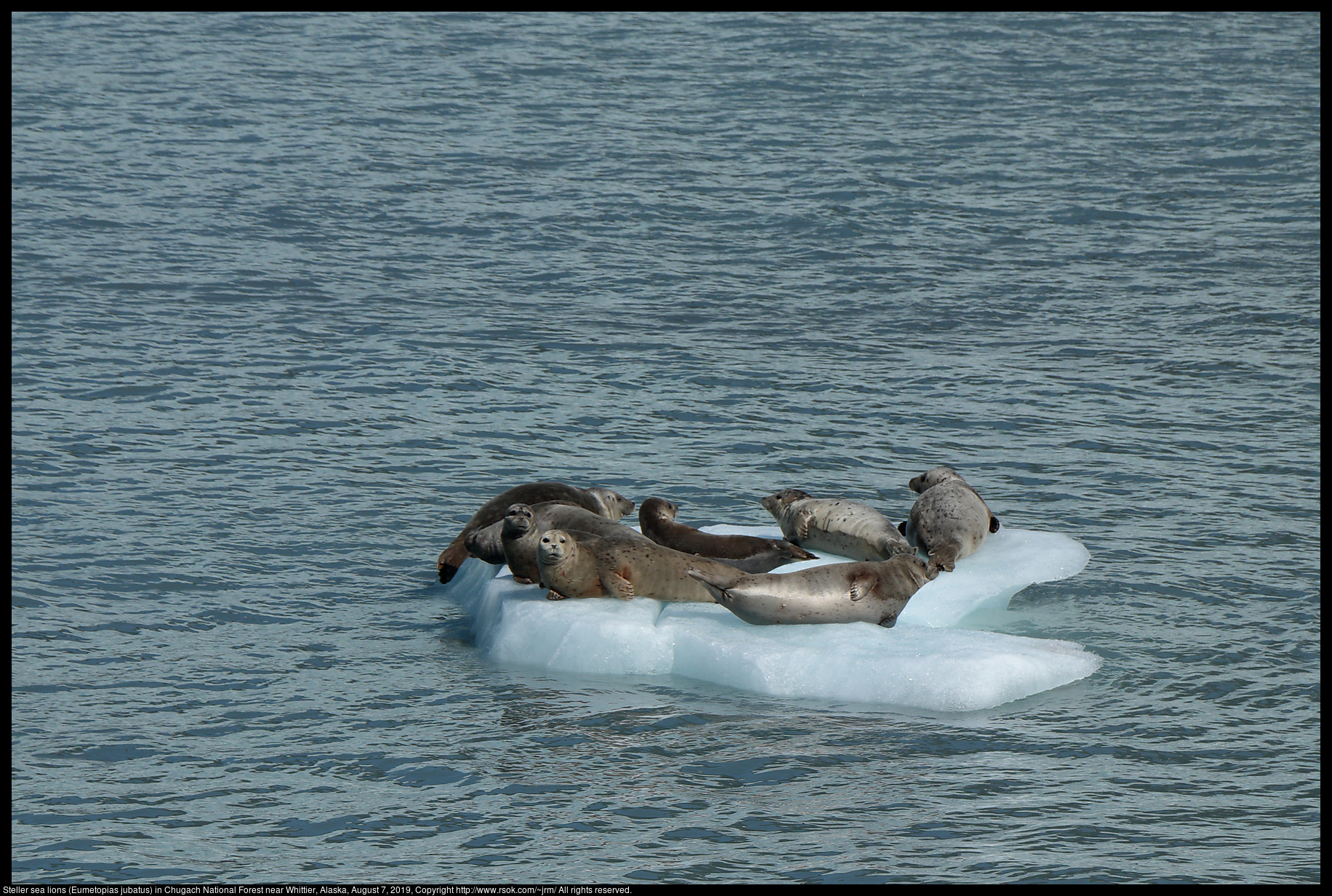 Steller sea lions (Eumetopias jubatus) in Chugach National Forest near Whittier, Alaska, August 7, 2019