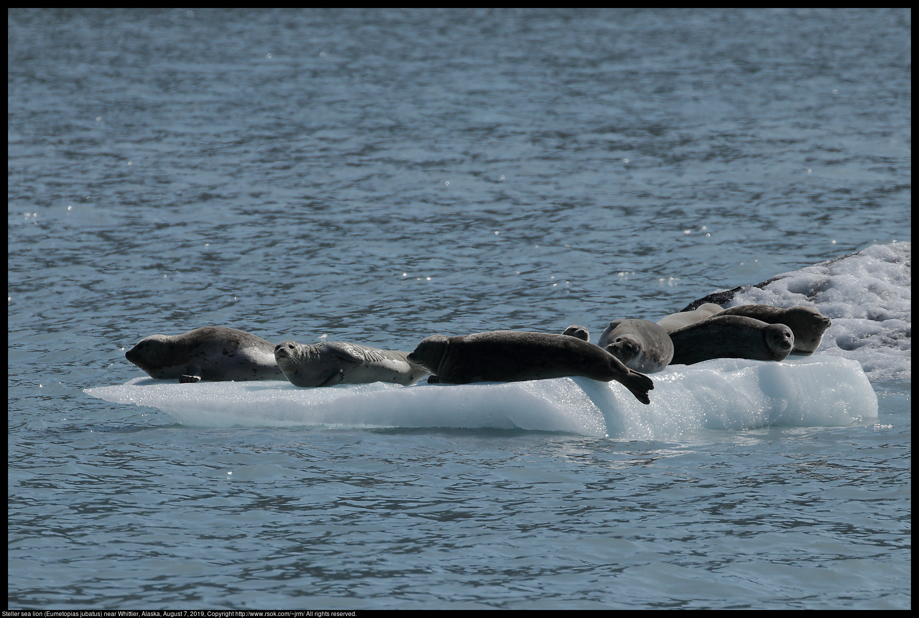 Steller sea lion (Eumetopias jubatus) near Whittier, Alaska, August 7, 2019