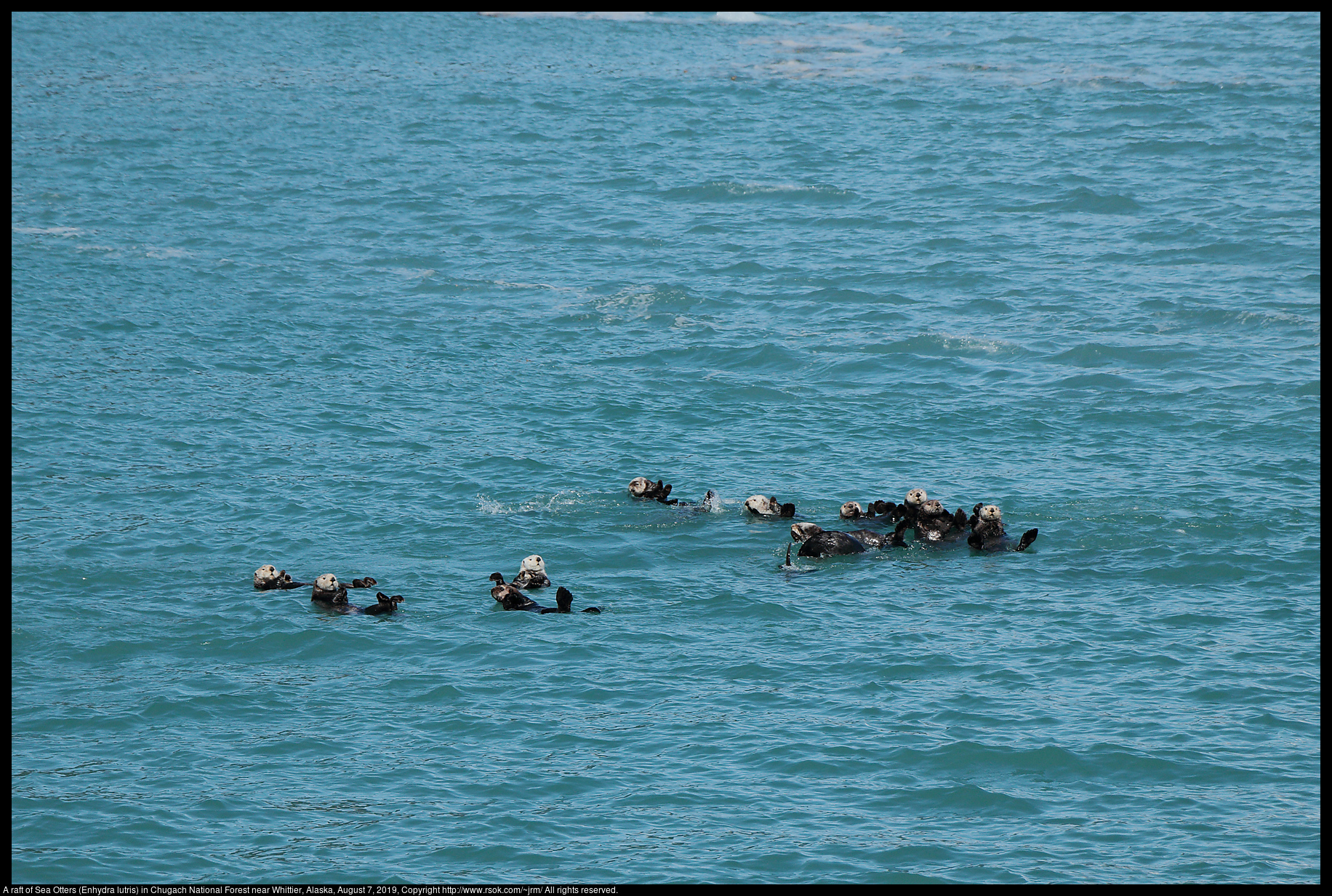 A raft of Sea Otters (Enhydra lutris) in Chugach National Forest near Whittier, Alaska, August 7, 2019