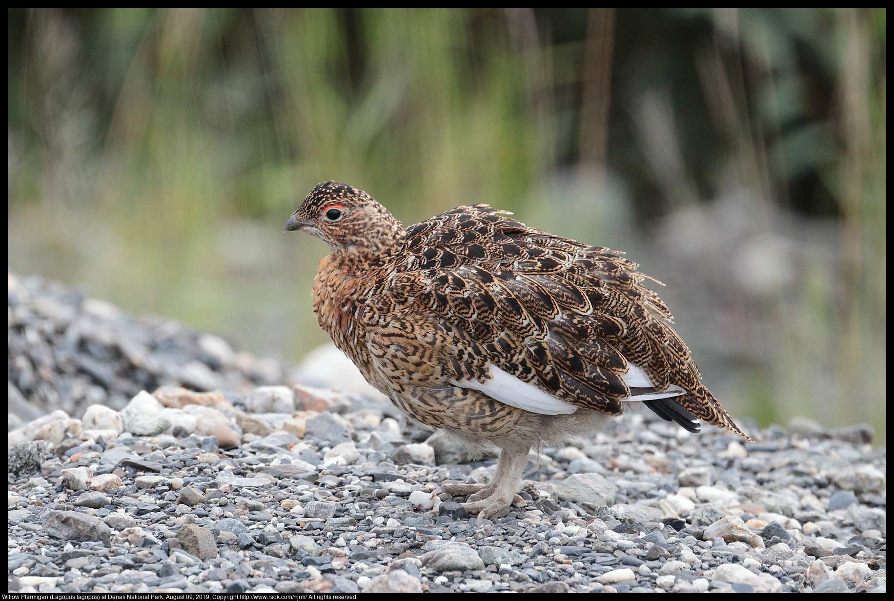 Willow Ptarmigan (Lagopus lagopus) at Denali National Park, August 09, 2019