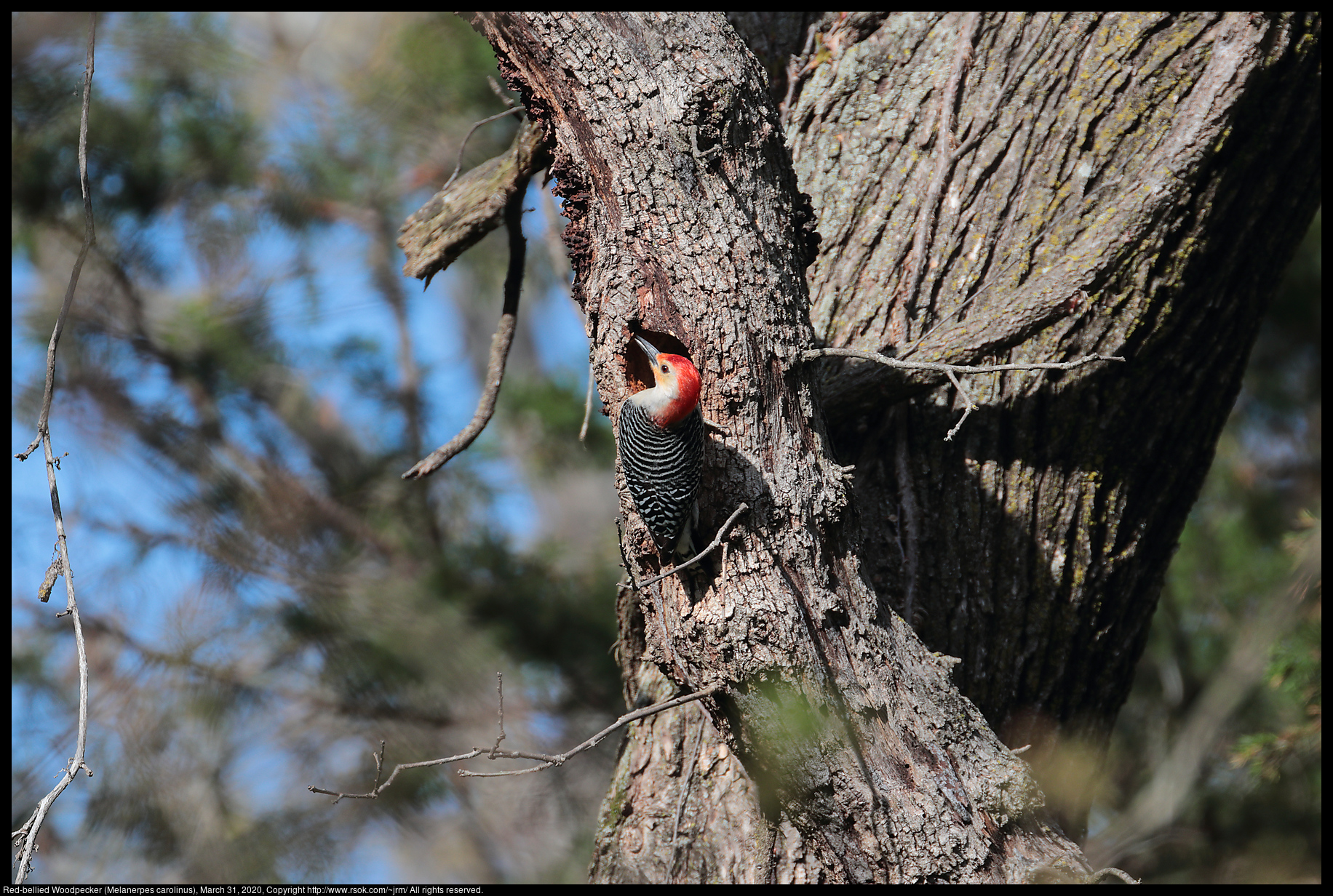 Red-bellied Woodpecker (Melanerpes carolinus), March 31, 2020