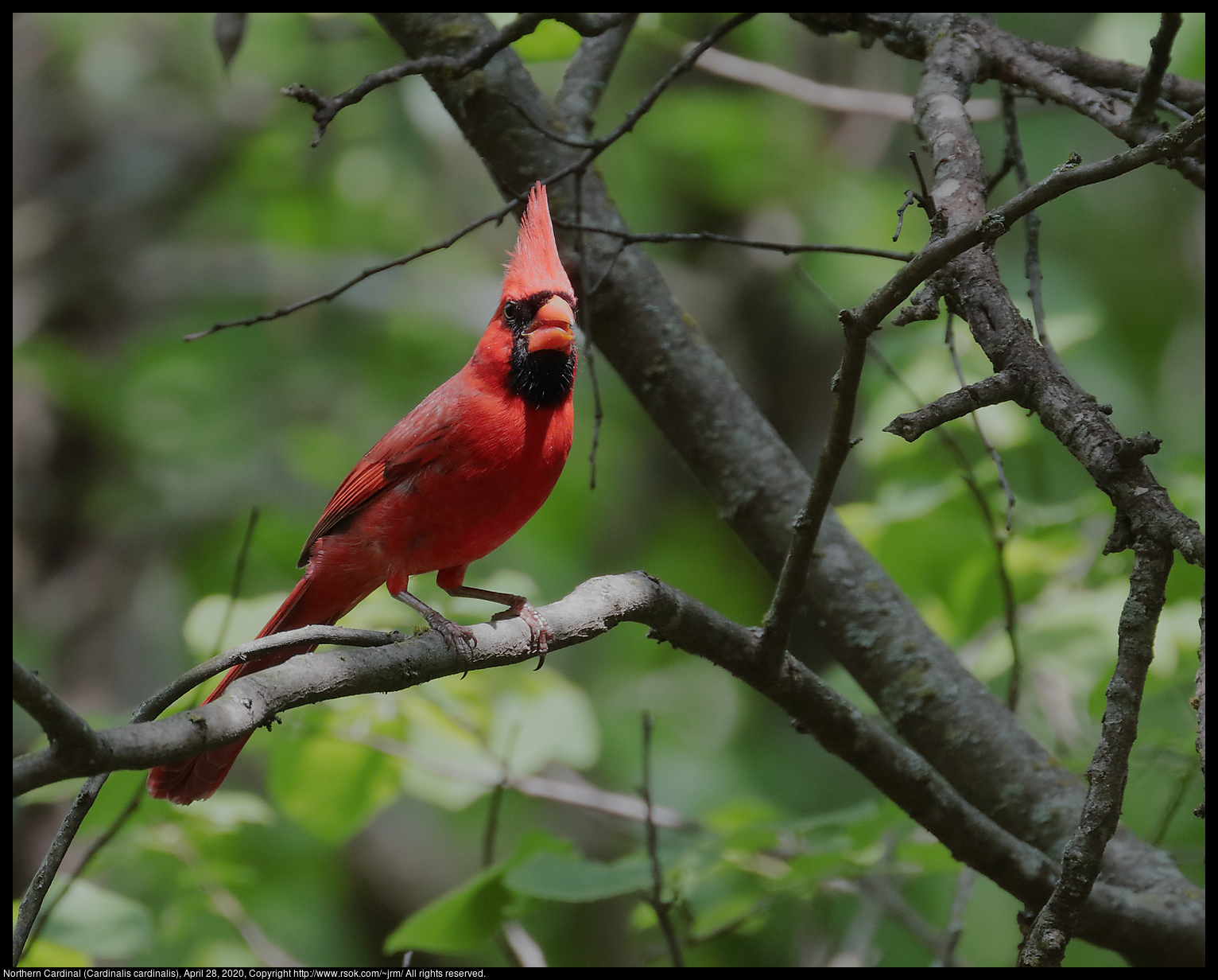 Northern Cardinal (Cardinalis cardinalis), April 28, 2020