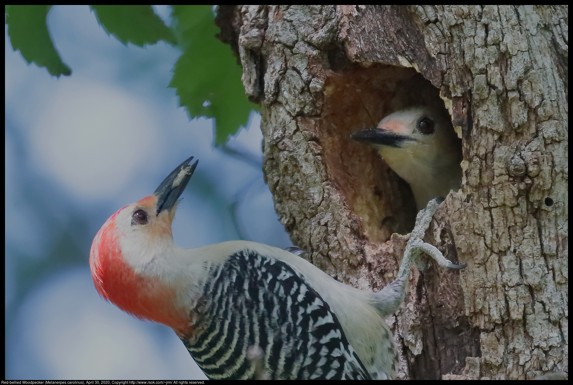 Red-bellied Woodpecker (Melanerpes carolinus), April 30, 2020