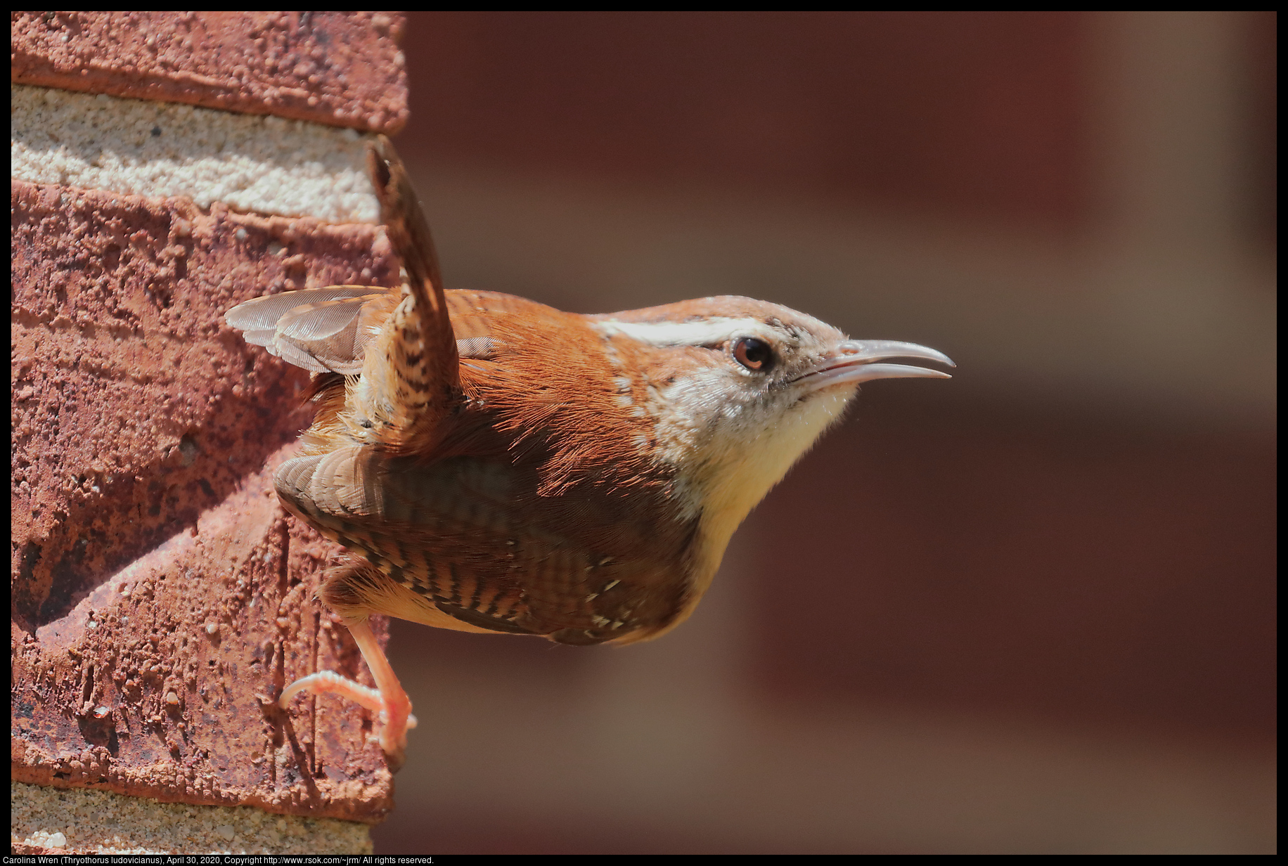 Carolina Wren (Thryothorus ludovicianus), April 30, 2020