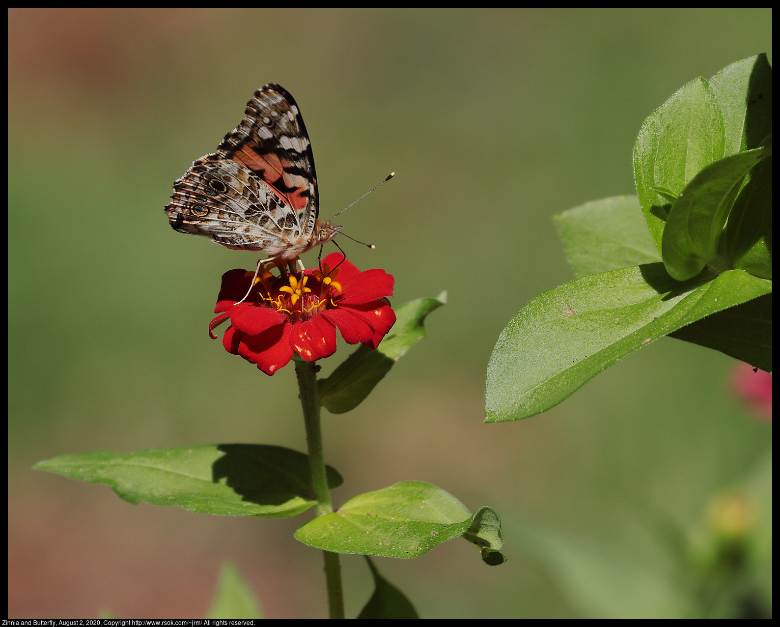 Zinnia and Butterfly, August 2, 2020