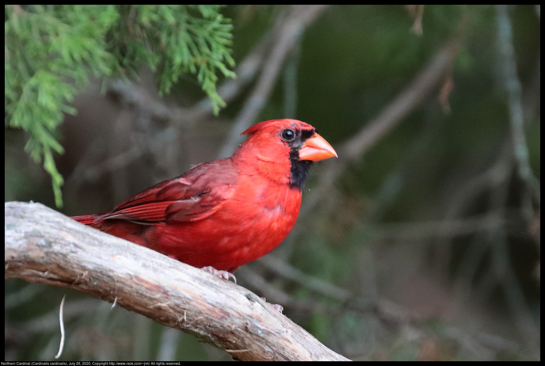 Northern Cardinal (Cardinalis cardinalis), July 26, 2020