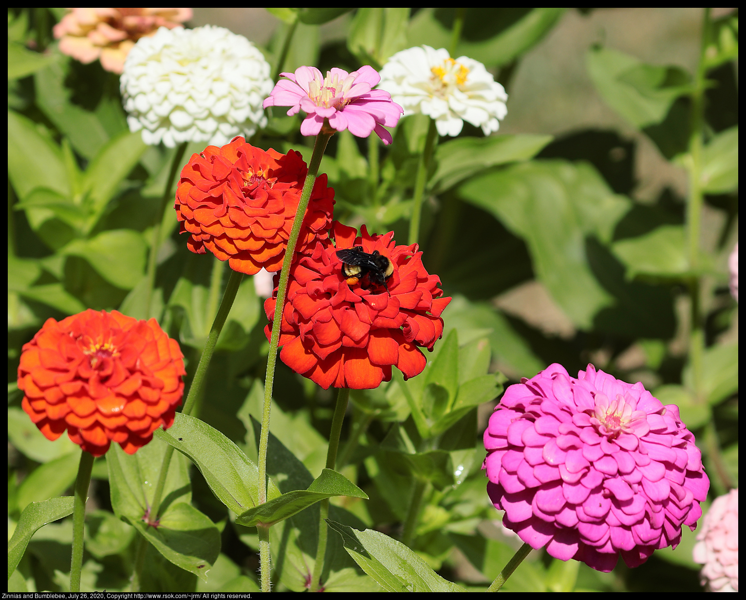 Zinnias and Bumblebee, July 26, 2020