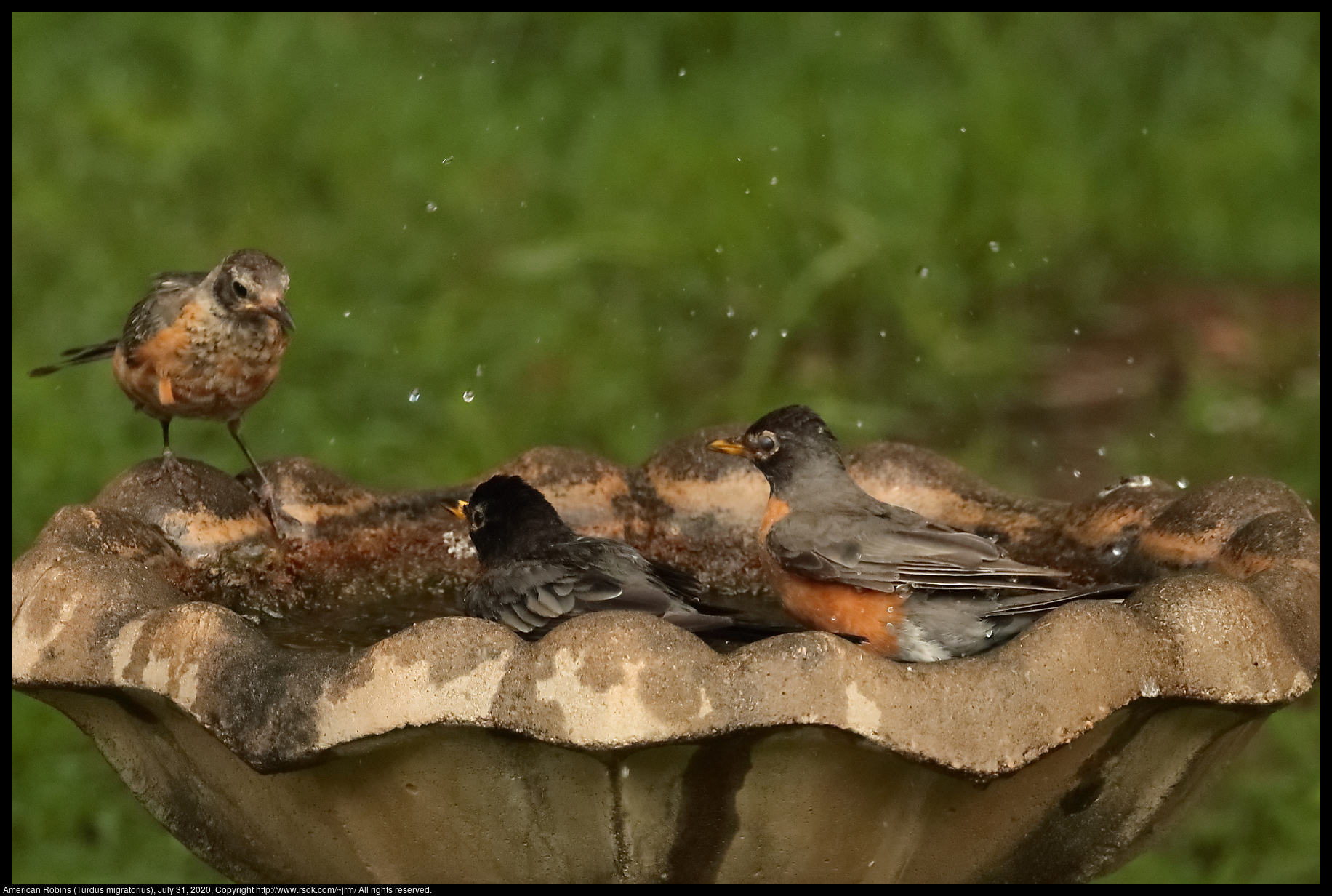 American Robins (Turdus migratorius), July 31, 2020