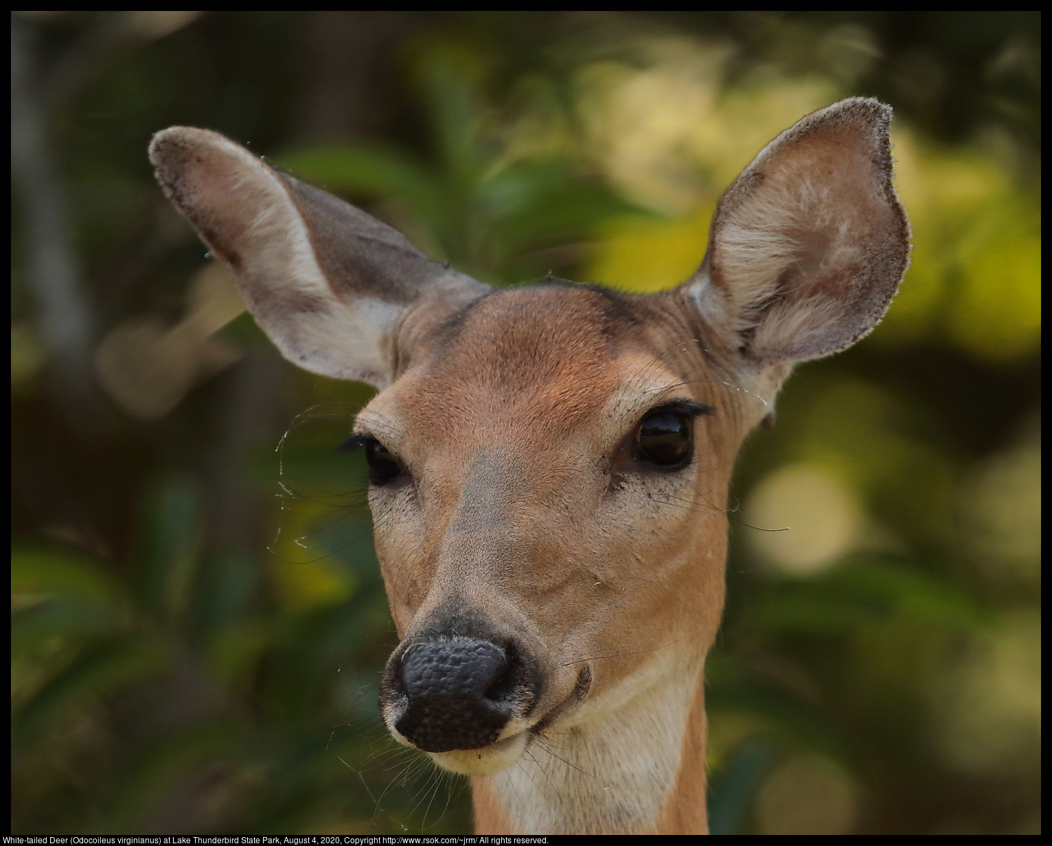White-tailed Deer (Odocoileus virginianus) at Lake Thunderbird State Park, August 4, 2020