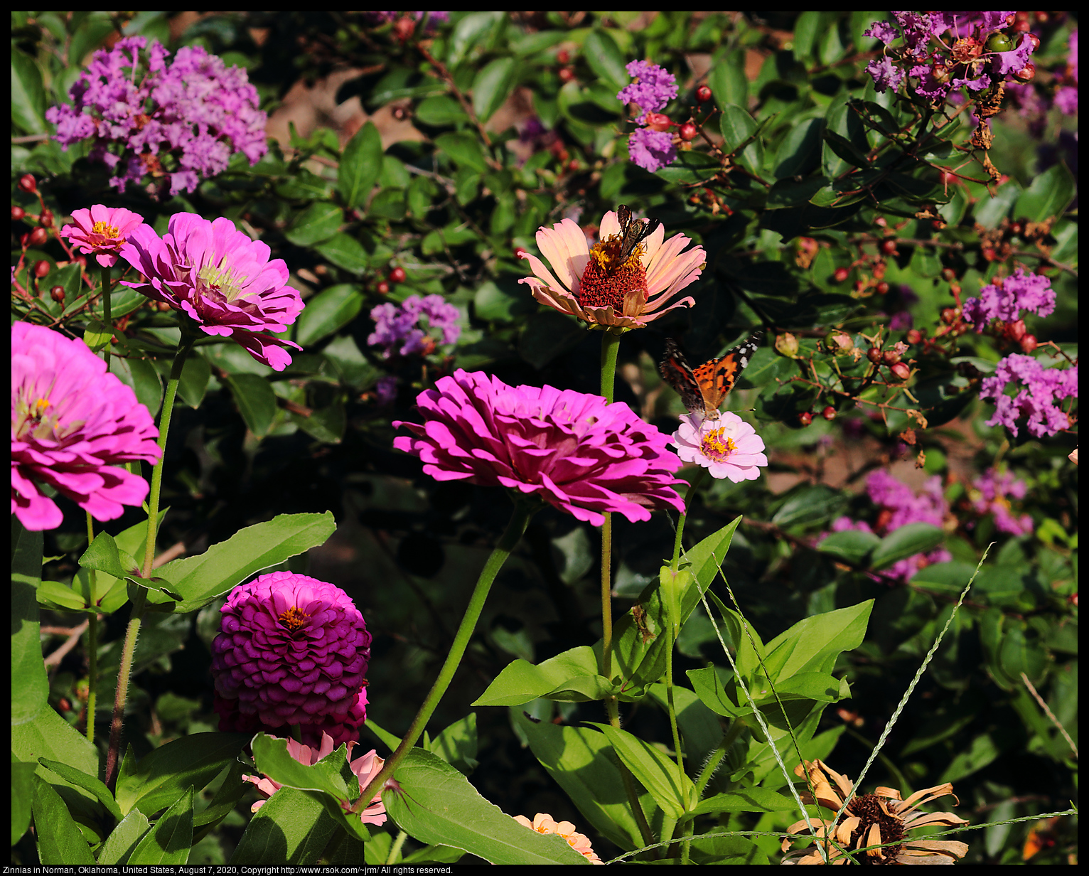 Zinnias in Norman, Oklahoma, United States, August 7, 2020