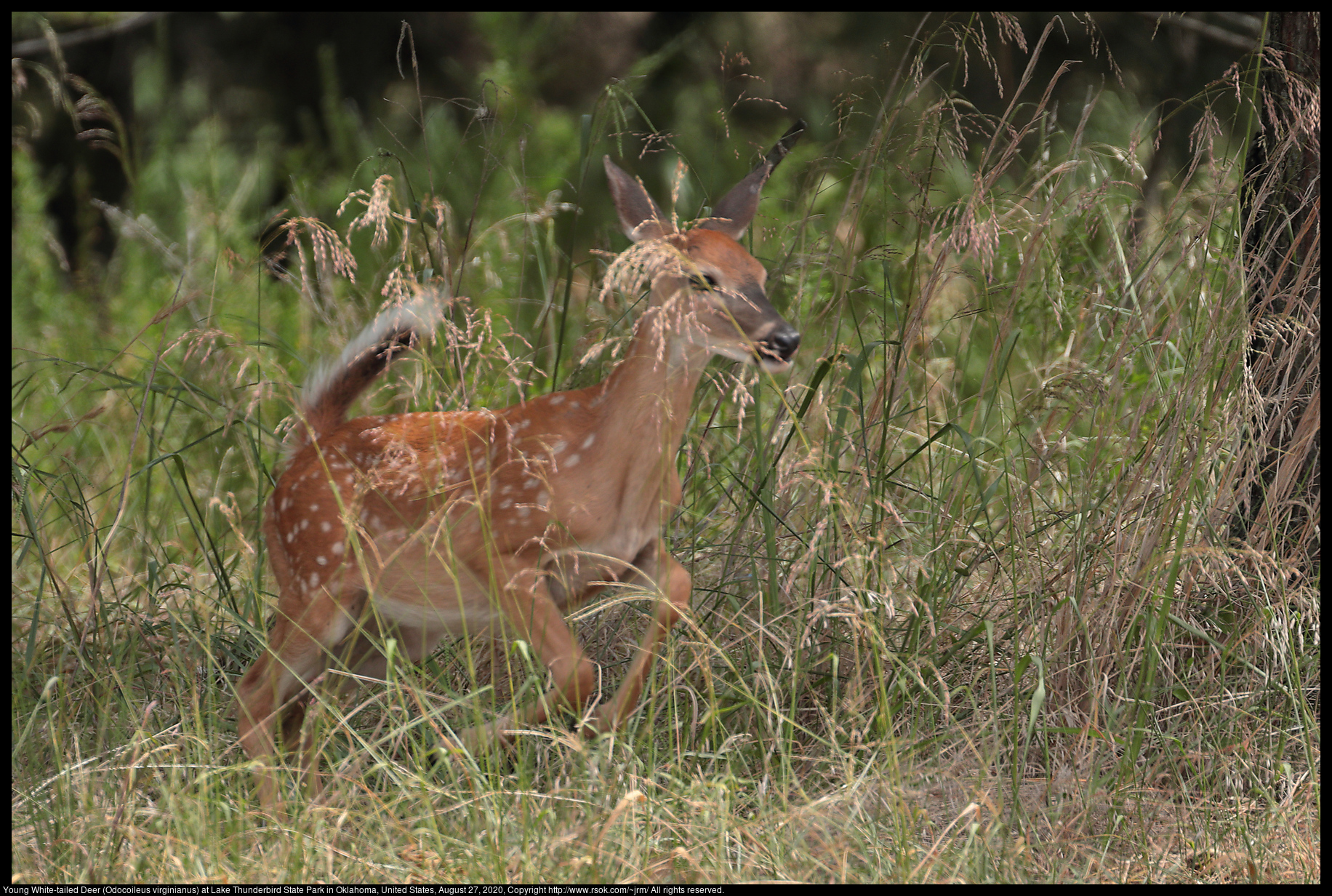 Young White-tailed Deer (Odocoileus virginianus) at Lake Thunderbird State Park in Oklahoma, United States, August 27, 2020
