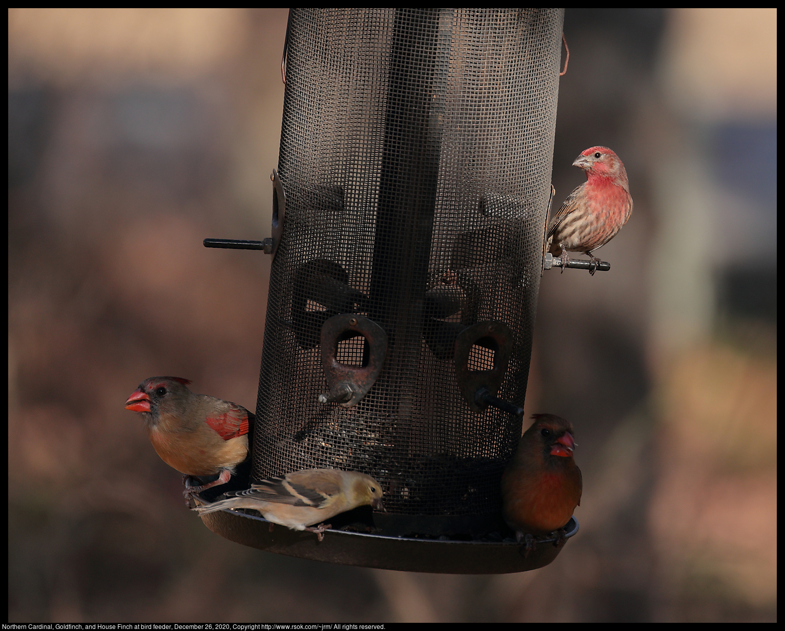 Northern Cardinal, Goldfinch, and House Finch at bird feeder, December 26, 2020