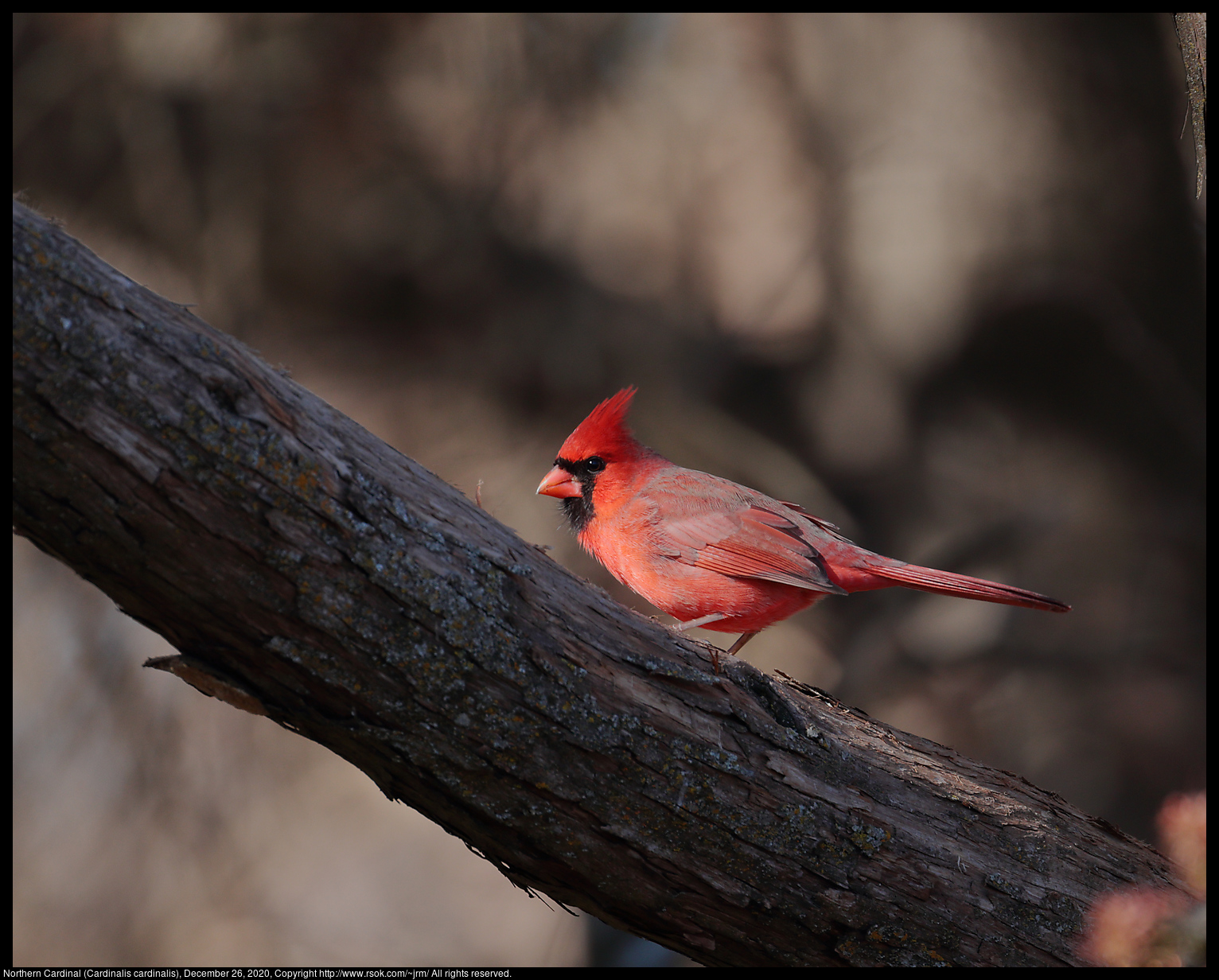Northern Cardinal (Cardinalis cardinalis), December 26, 2020