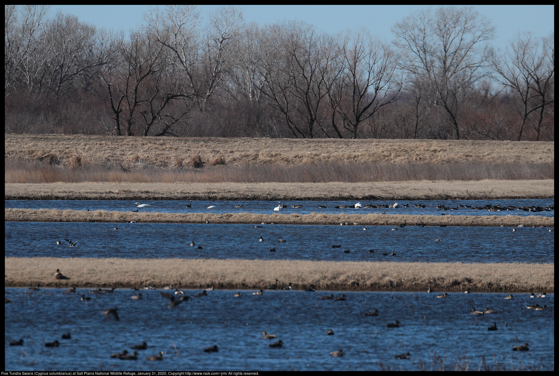 Five Tundra Swans (Cygnus columbianus) at Salt Plains National Wildlife Refuge, January 31, 2020