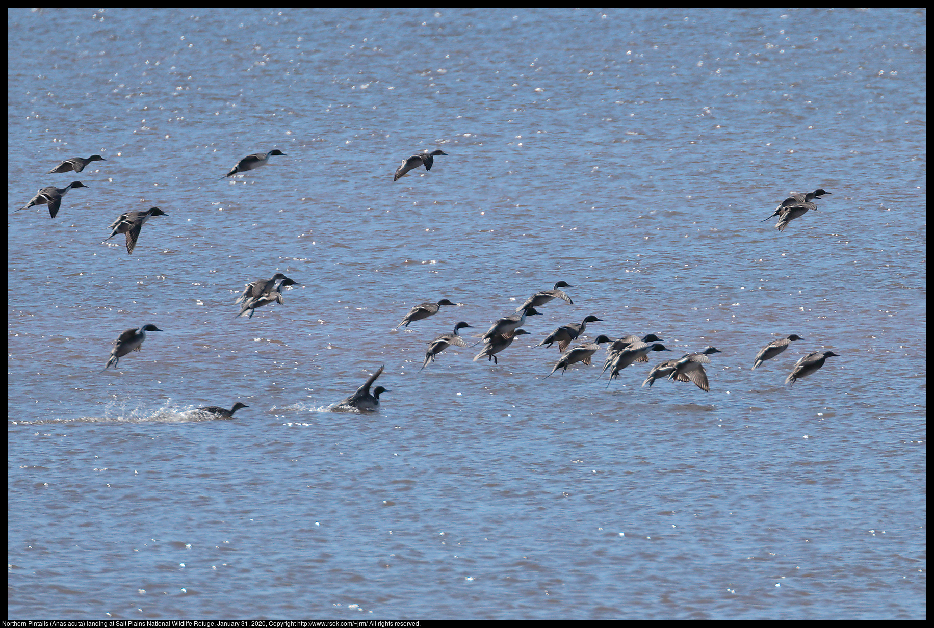Northern Pintails (Anas acuta) landing at Salt Plains National Wildlife Refuge, January 31, 2020