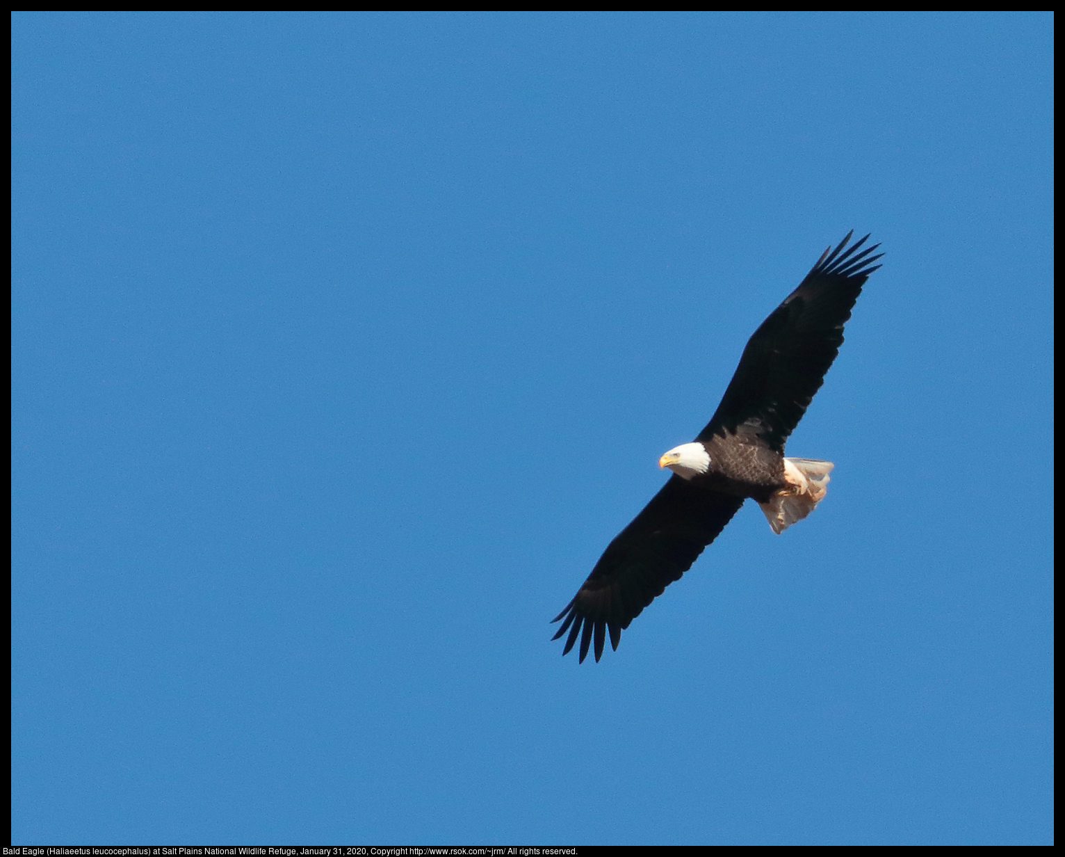 Bald Eagle (Haliaeetus leucocephalus) at Salt Plains National Wildlife Refuge, January 31, 2020