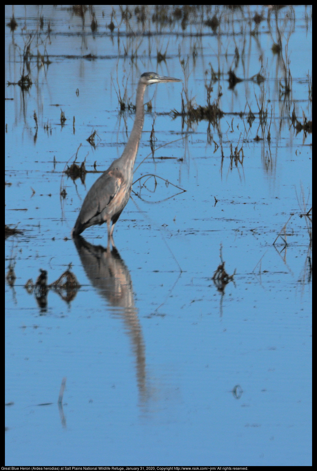 Great Blue Heron (Ardea herodias) at Salt Plains National Wildlife Refuge, January 31, 2020