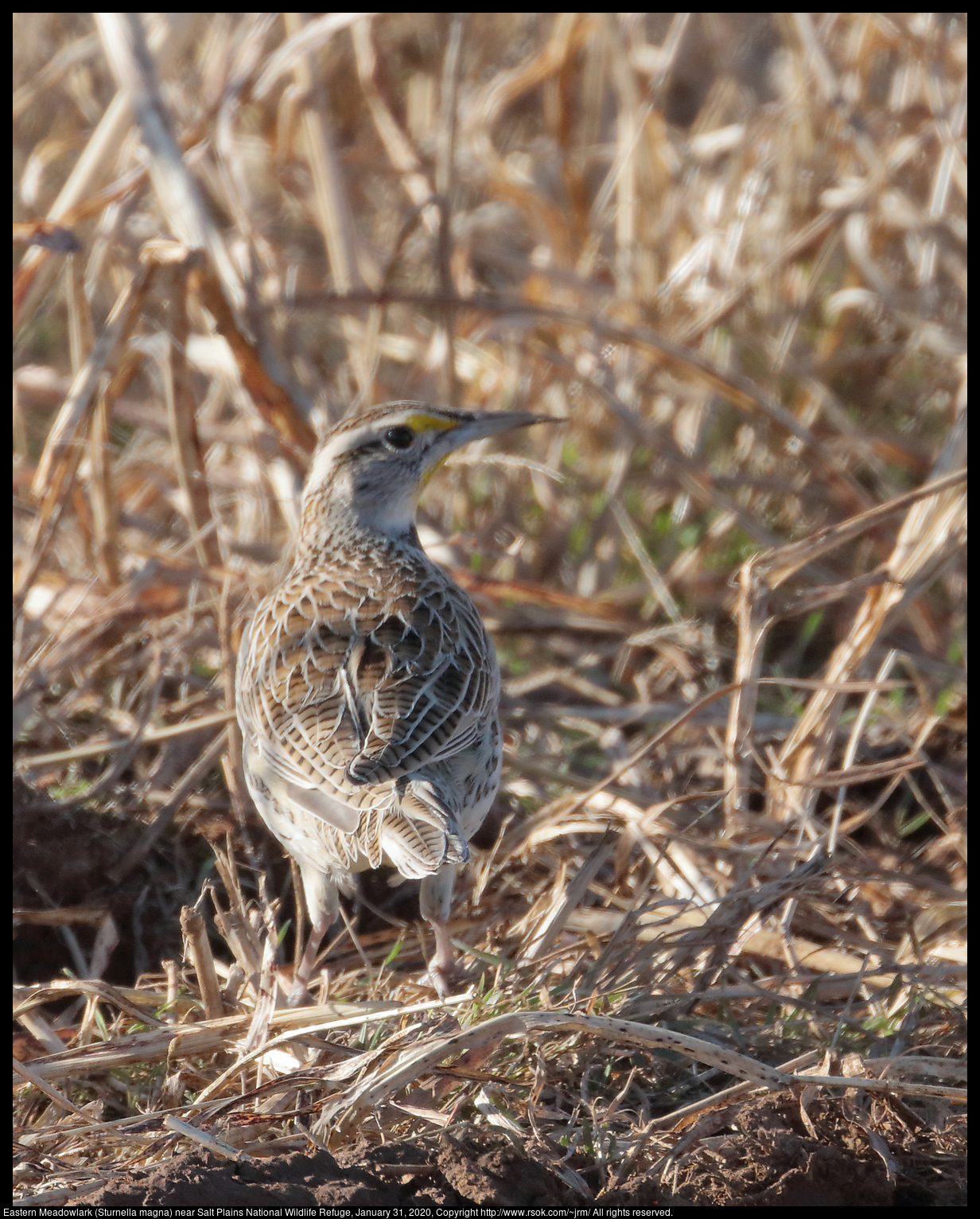 Eastern Meadowlark (Sturnella magna) near Salt Plains National Wildlife Refuge, January 31, 2020