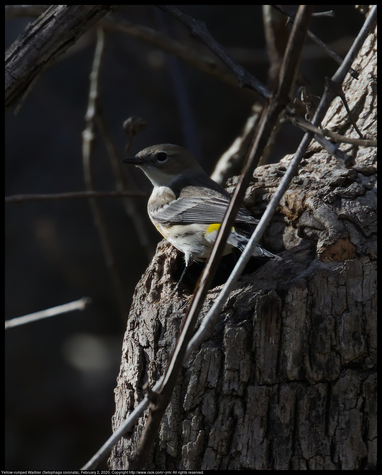 Yellow-rumped Warbler (Setophaga coronata), February 2, 2020