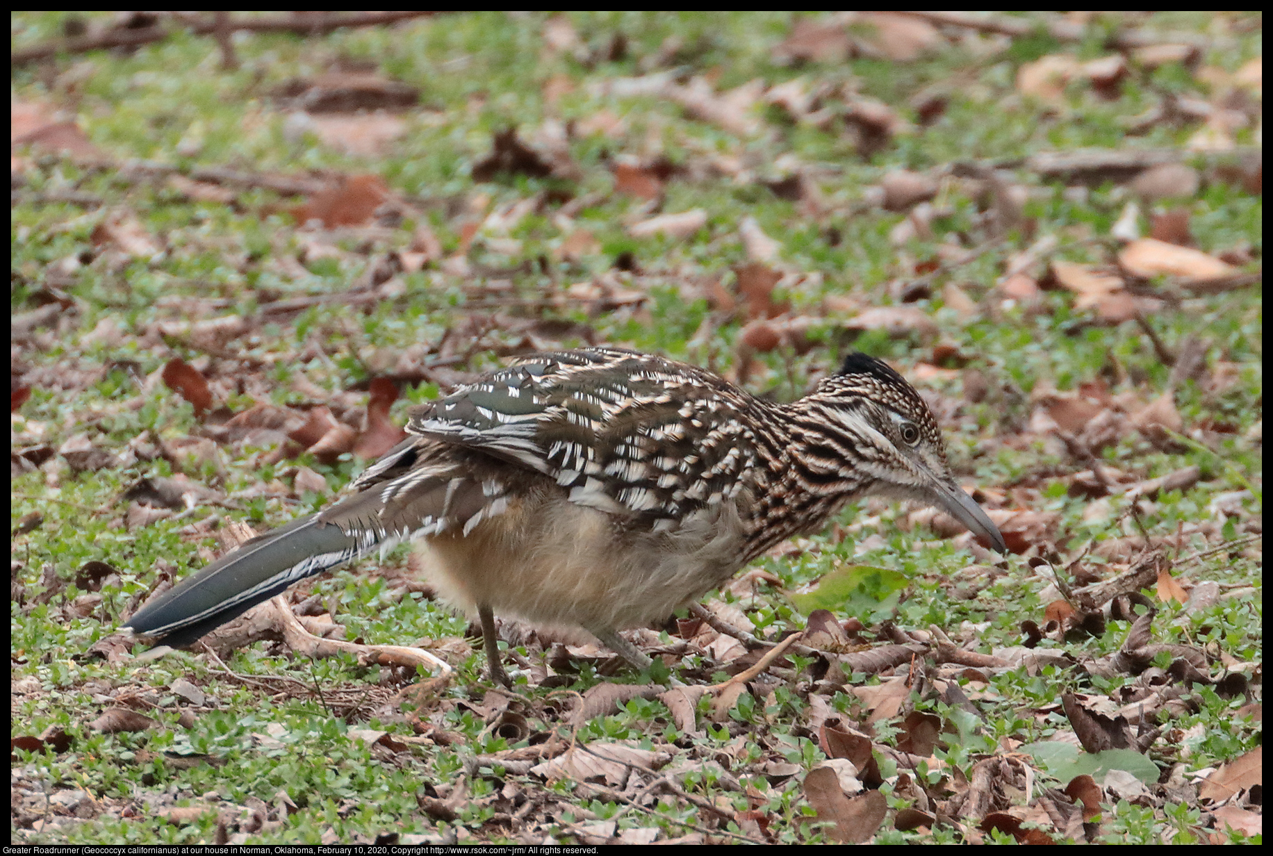 Greater Roadrunner (Geococcyx californianus) at our house in Norman, Oklahoma, February 10, 2020