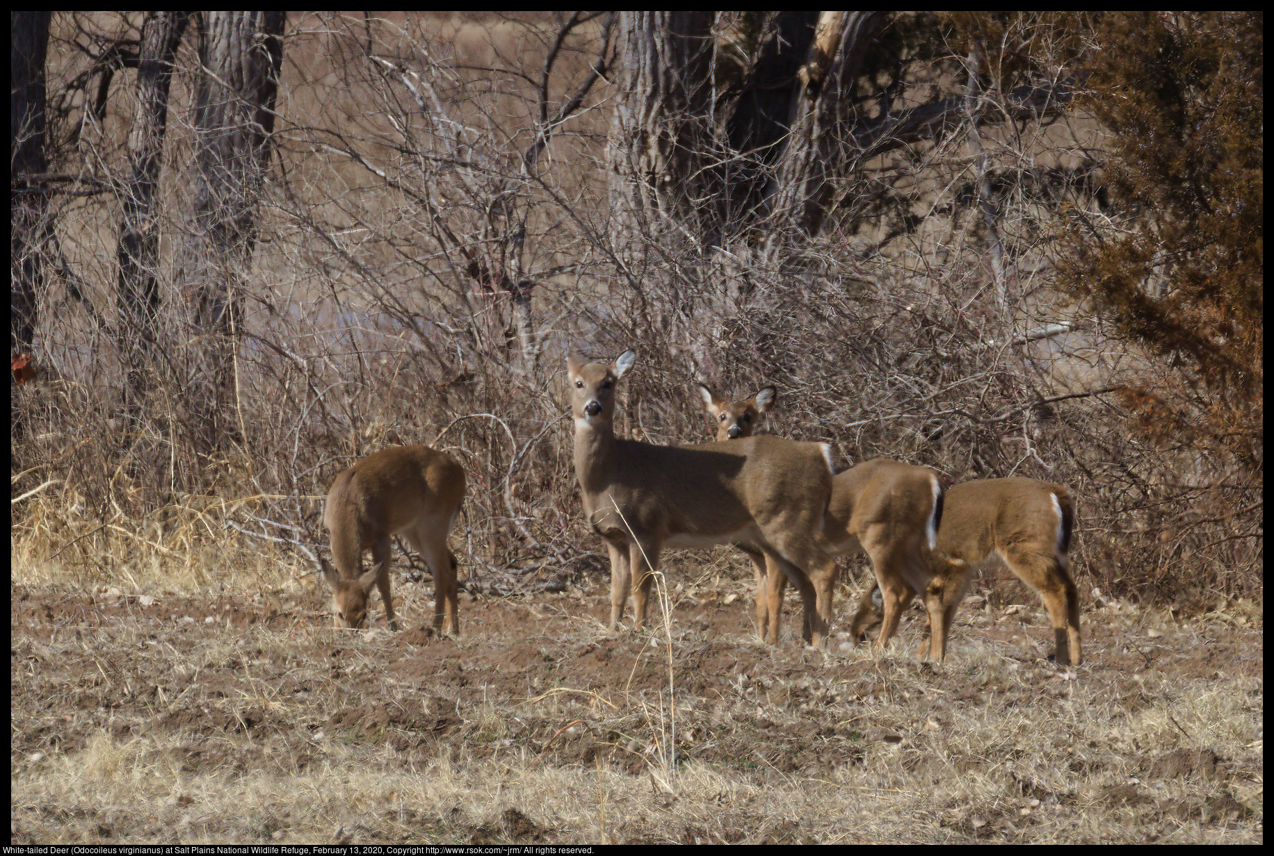 White-tailed Deer (Odocoileus virginianus) at Salt Plains National Wildlife Refuge, February 13, 2020