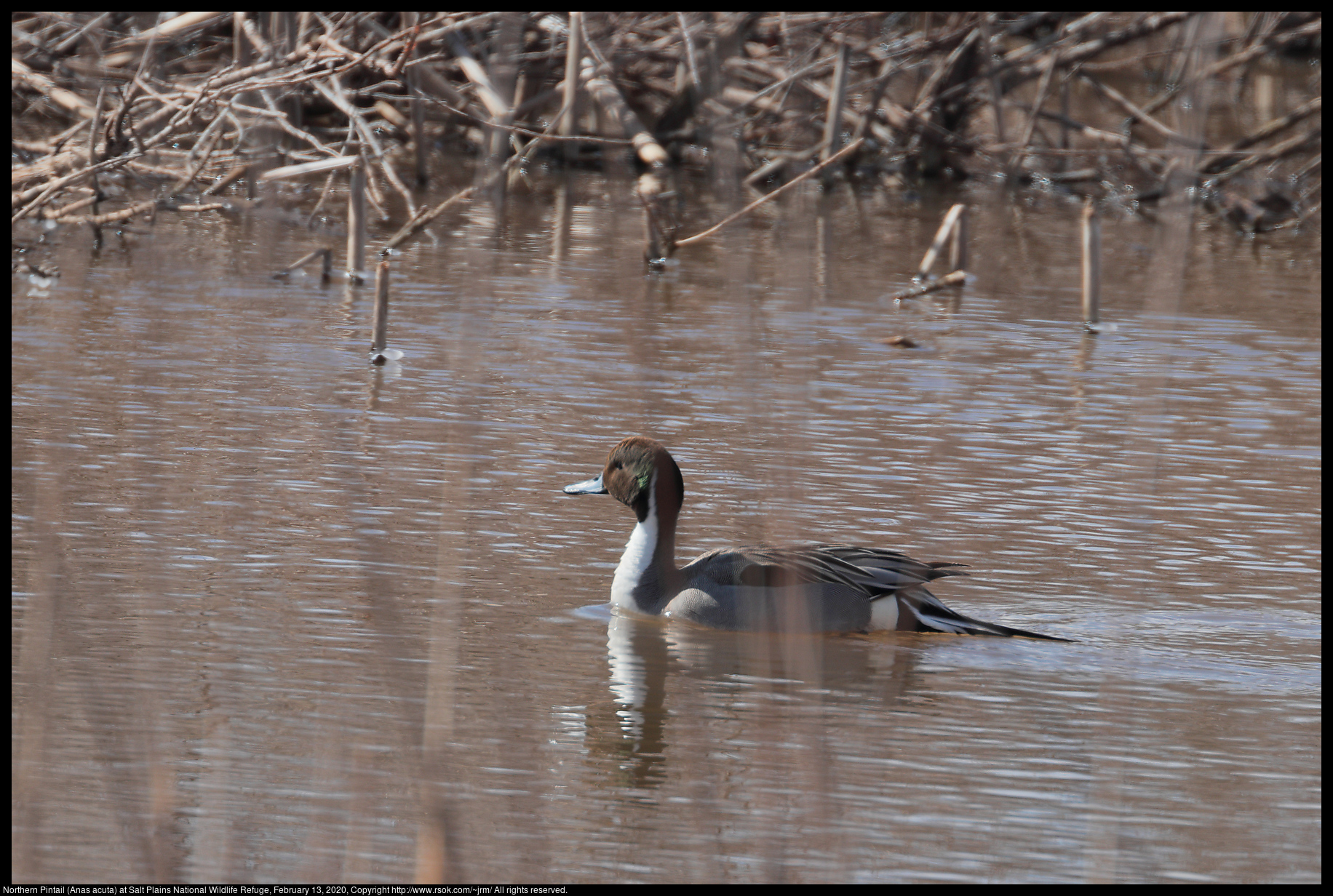 Northern Pintail (Anas acuta) at Salt Plains National Wildlife Refuge, February 13, 2020