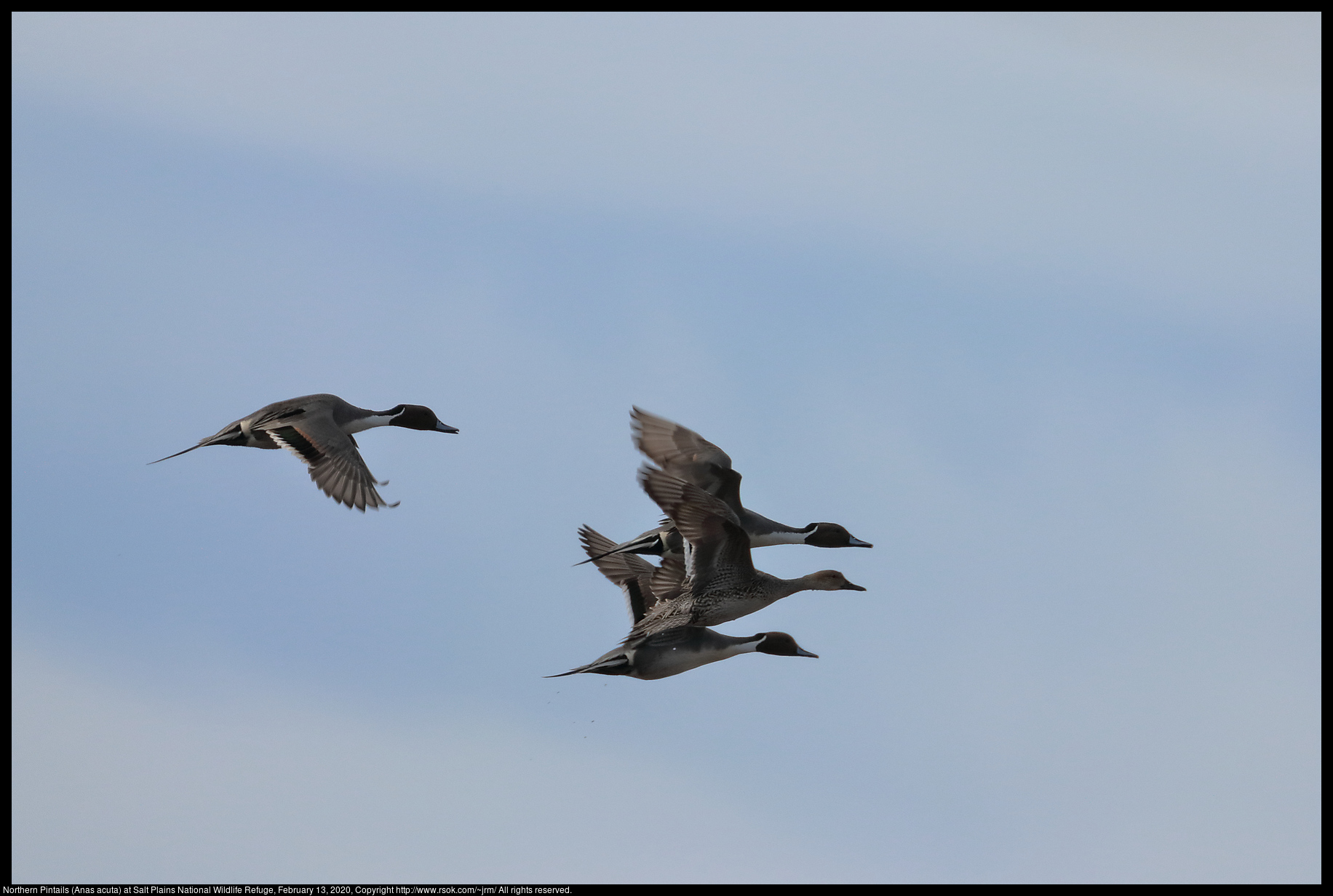 Northern Pintails (Anas acuta) at Salt Plains National Wildlife Refuge, February 13, 2020