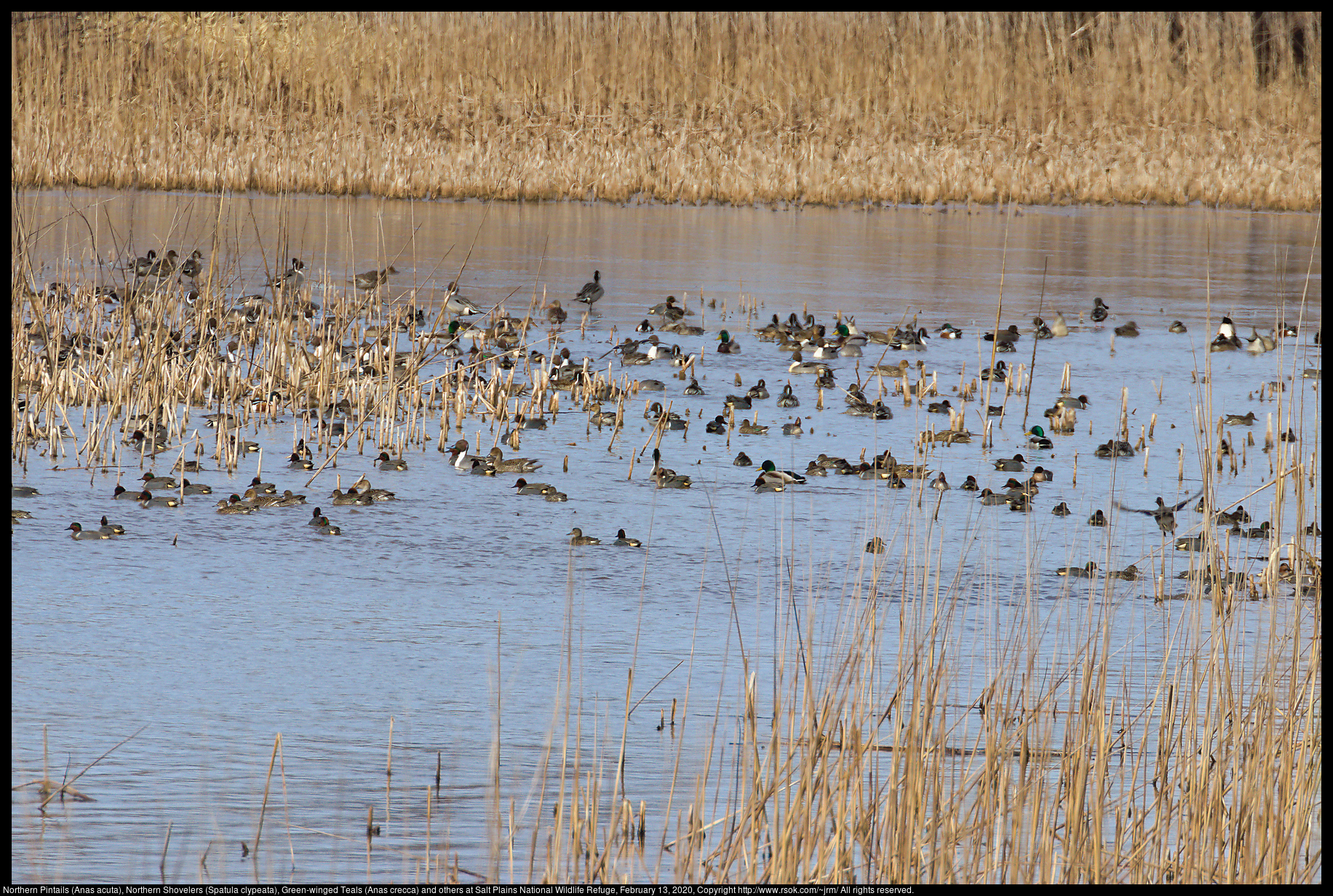 Northern Pintails (Anas acuta), Northern Shovelers (Spatula clypeata), Green-winged Teals (Anas crecca) and others at Salt Plains National Wildlife Refuge, February 13, 2020