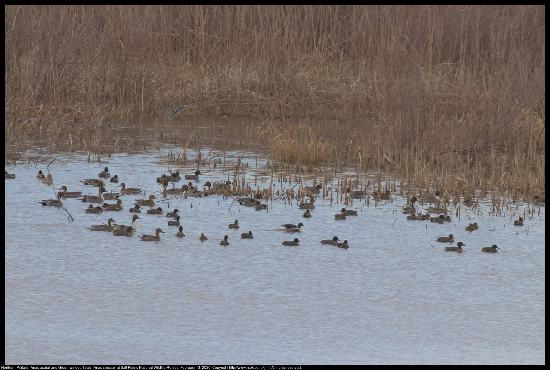 Northern Pintails (Anas acuta) and Green-winged Teals (Anas crecca)  at Salt Plains National Wildlife Refuge, February 13, 2020