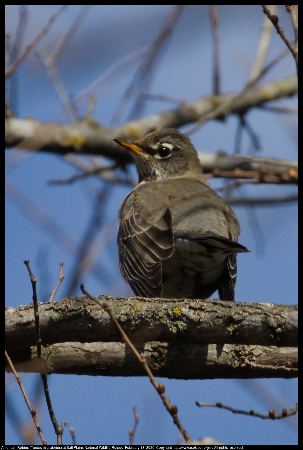 American Robins (Turdus migratorius) at Salt Plains National Wildlife Refuge, February 13, 2020