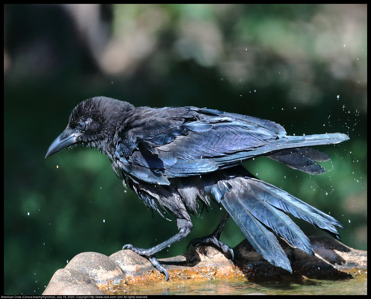 American Crow (Corvus brachyrhynchos), July 18, 2020