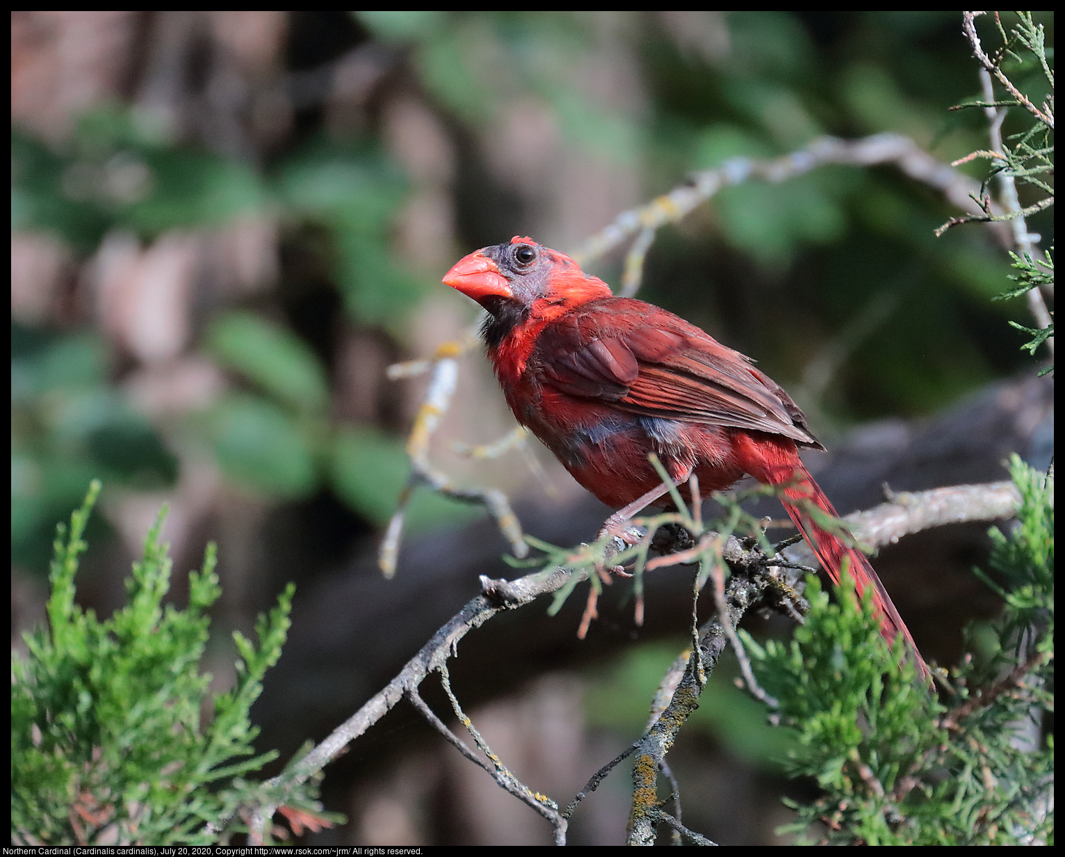 Northern Cardinal (Cardinalis cardinalis), July 20, 2020