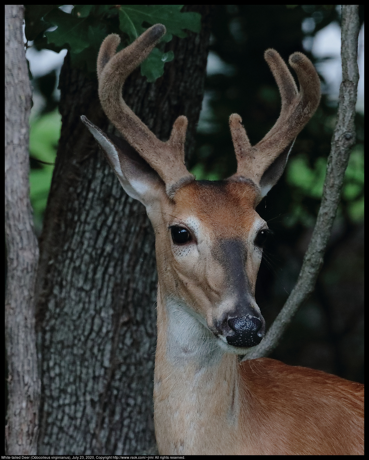 White-tailed Deer (Odocoileus virginianus), July 23, 2020