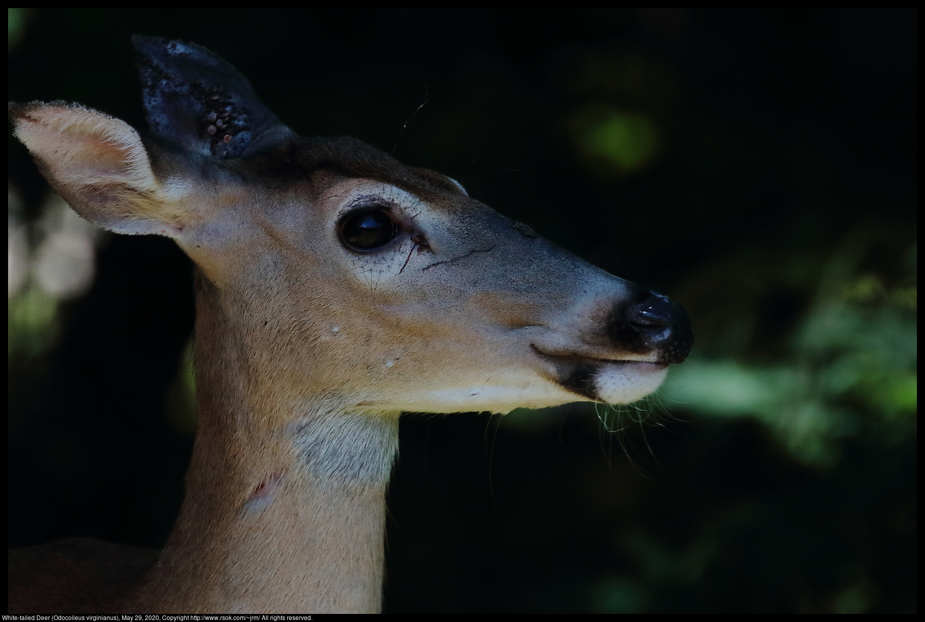 White-tailed Deer (Odocoileus virginianus), May 29, 2020