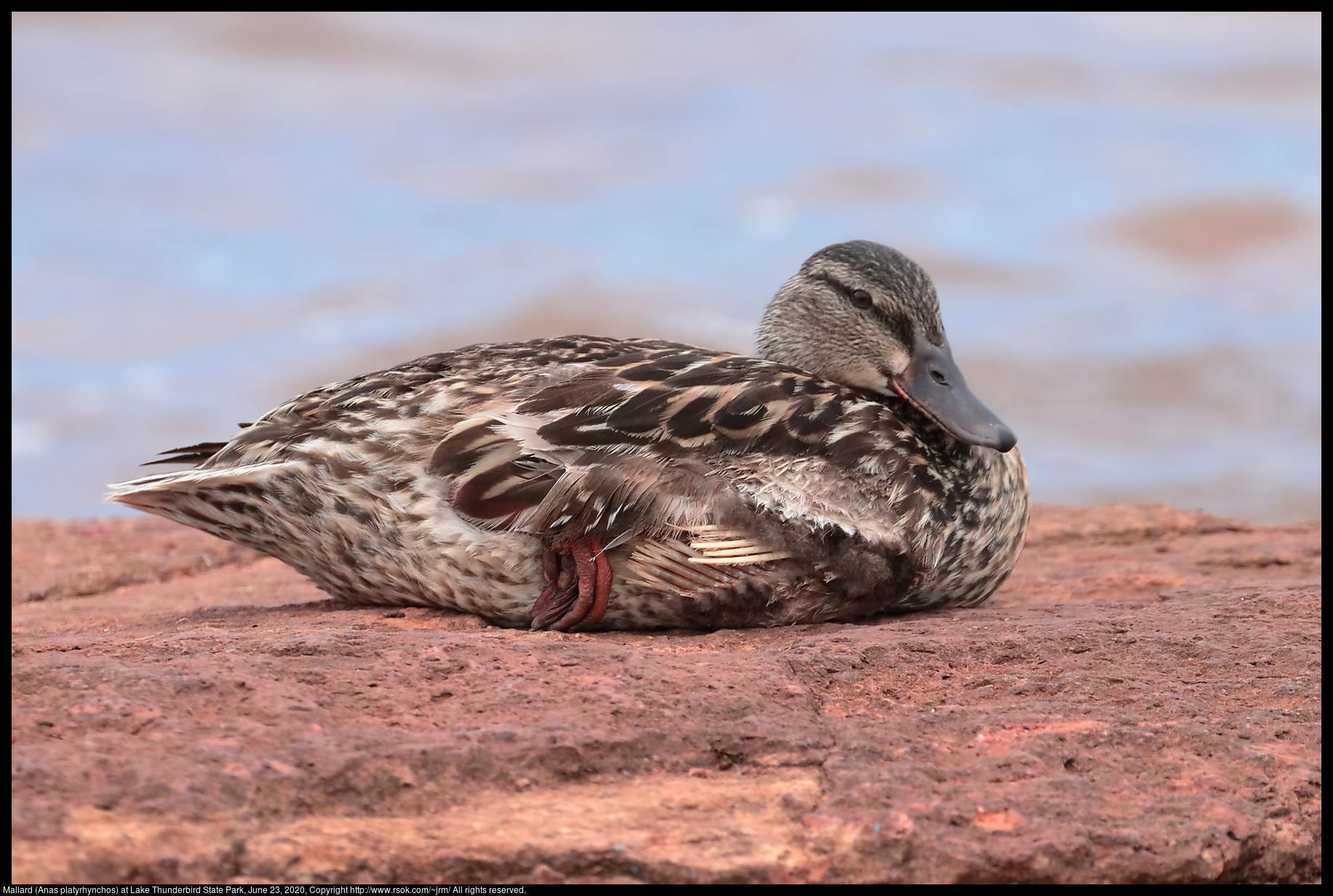 Mallard (Anas platyrhynchos) at Lake Thunderbird State Park, June 23, 2020