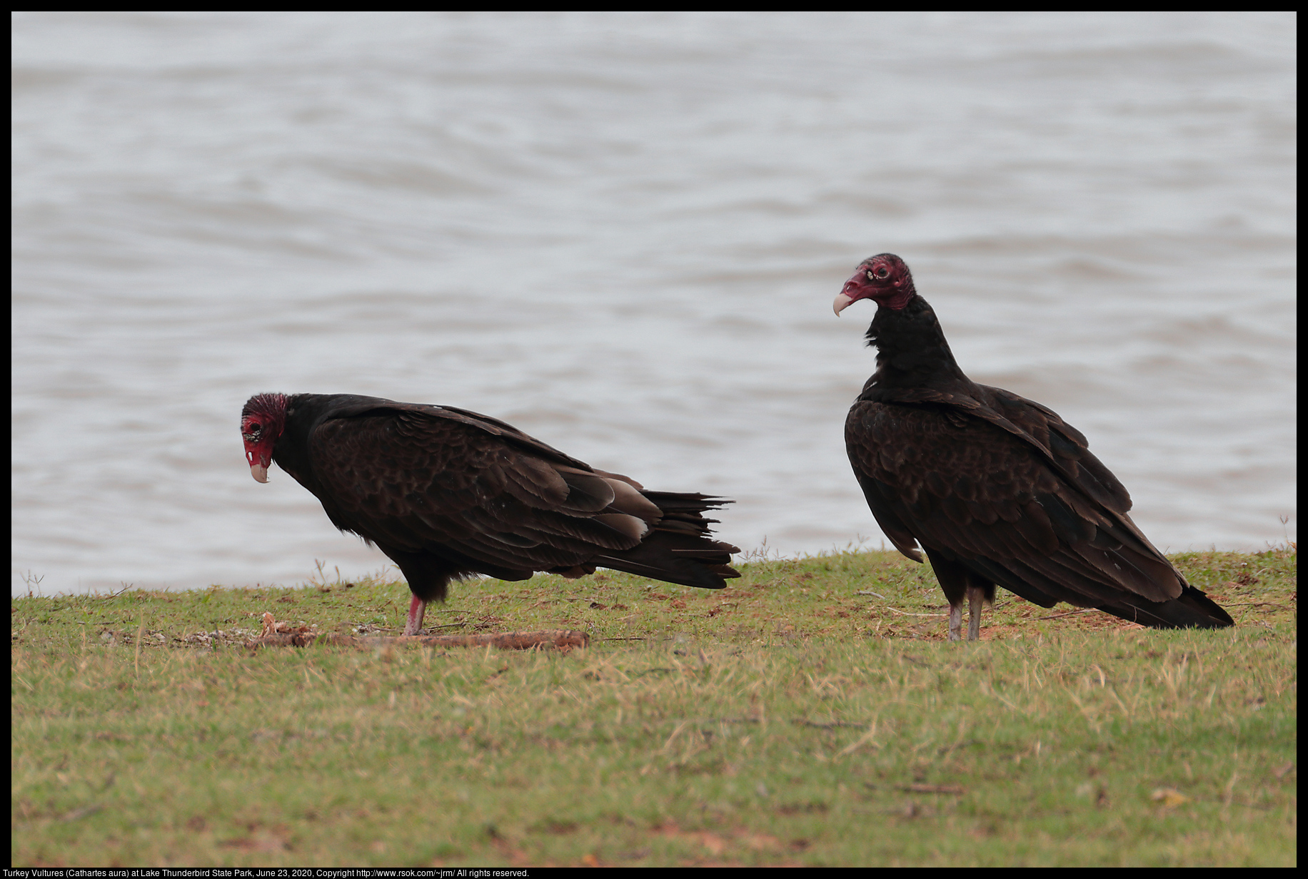 Turkey Vultures (Cathartes aura) at Lake Thunderbird State Park, June 23, 2020