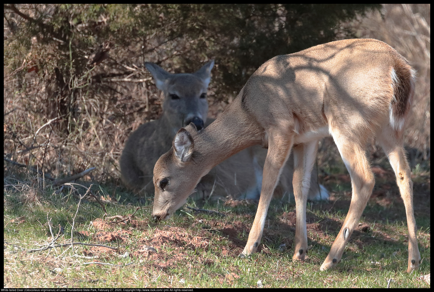White-tailed Deer (Odocoileus virginianus) at Lake Thunderbird State Park, February 27, 2020