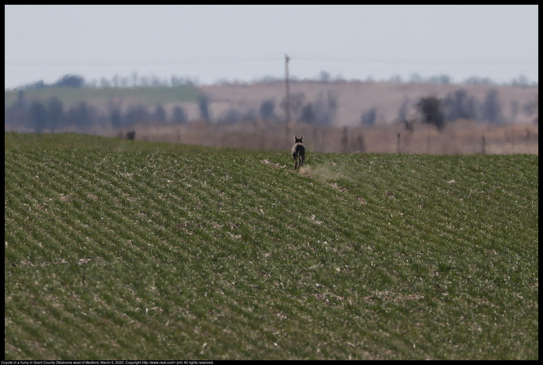 Coyote in a hurry in Grant County Oklahoma west of Medford, March 6, 2020