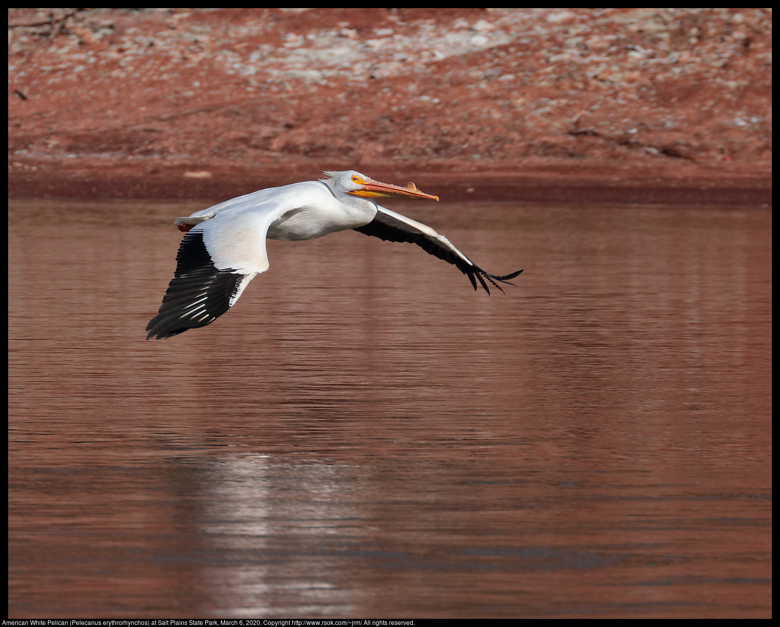 American White Pelican (Pelecanus erythrorhynchos) at Salt Plains State Park, March 6, 2020