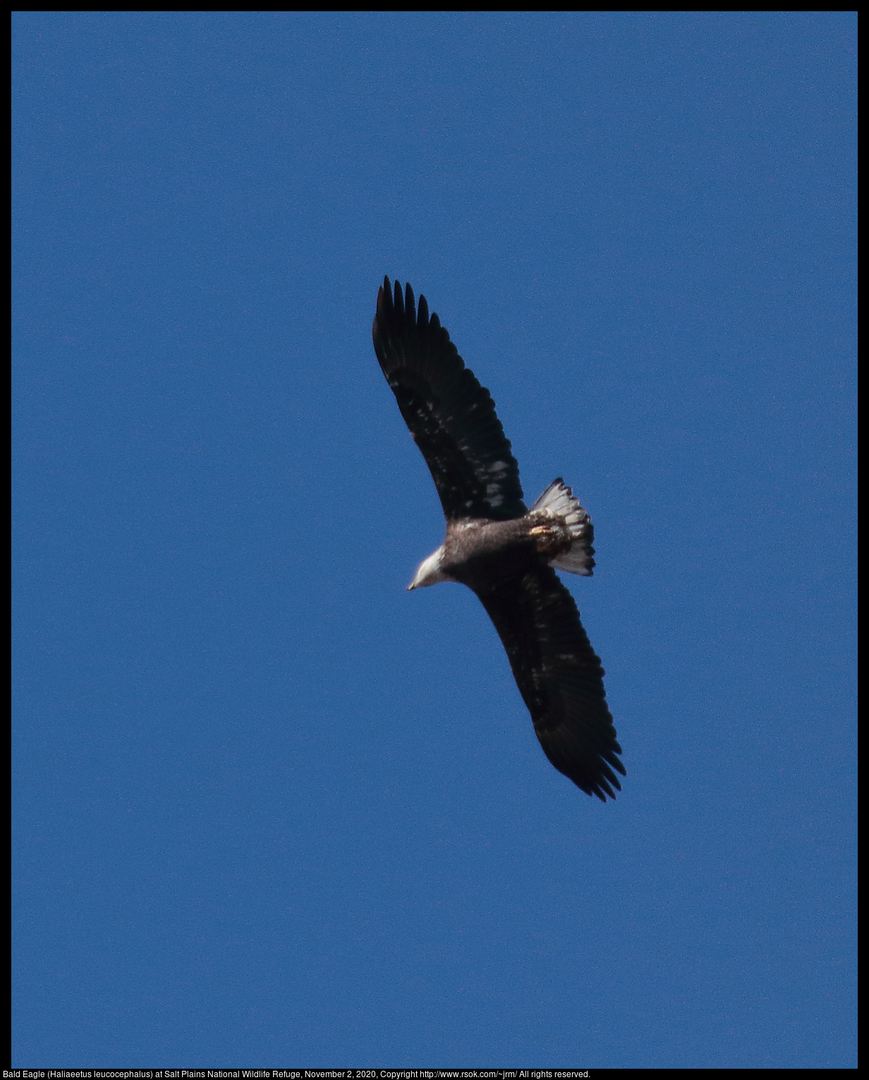 Bald Eagle (Haliaeetus leucocephalus) at Salt Plains National Wildlife Refuge, November 2, 2020