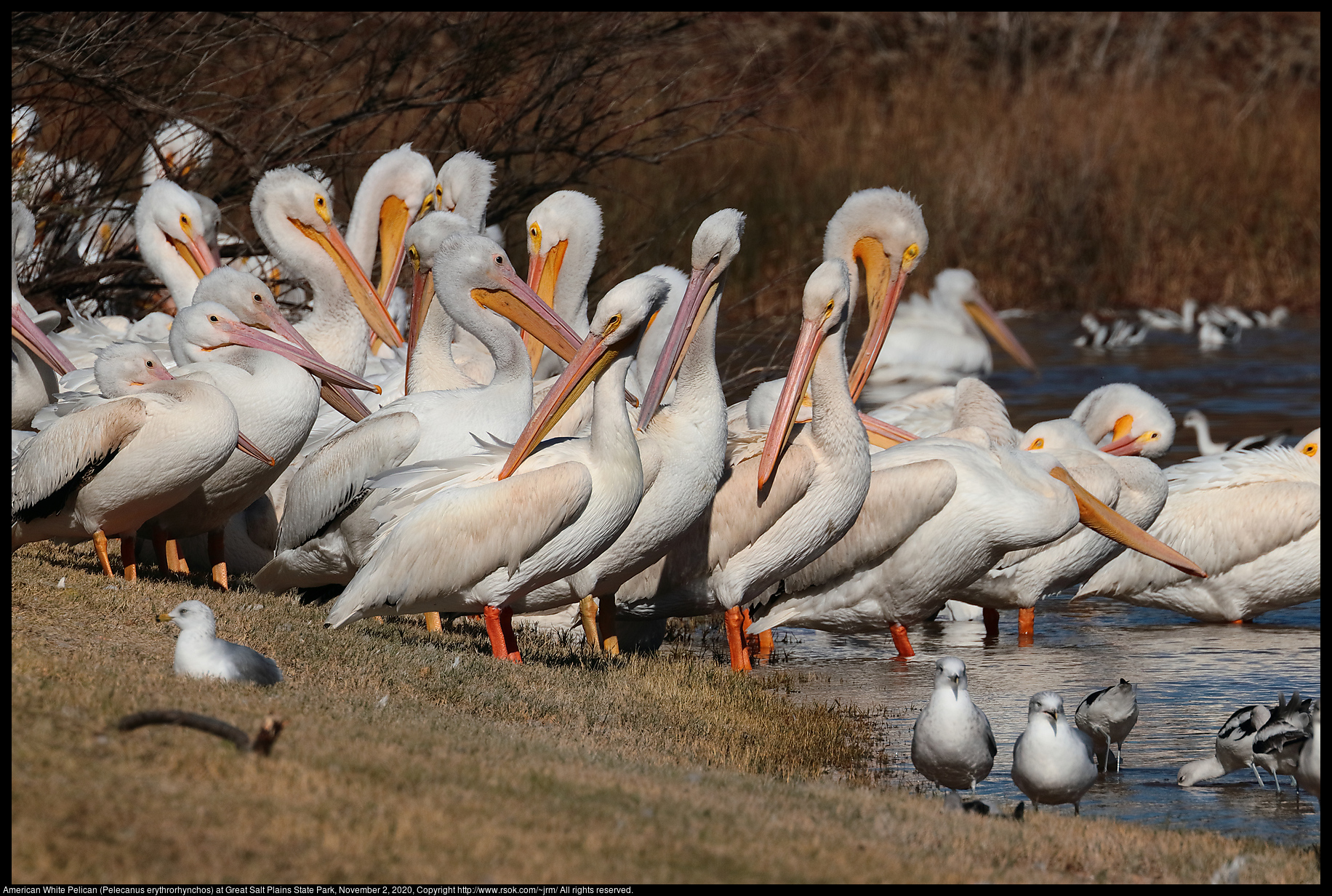 American White Pelicans (Pelecanus erythrorhynchos) at Great Salt Plains State Park, November 2, 2020