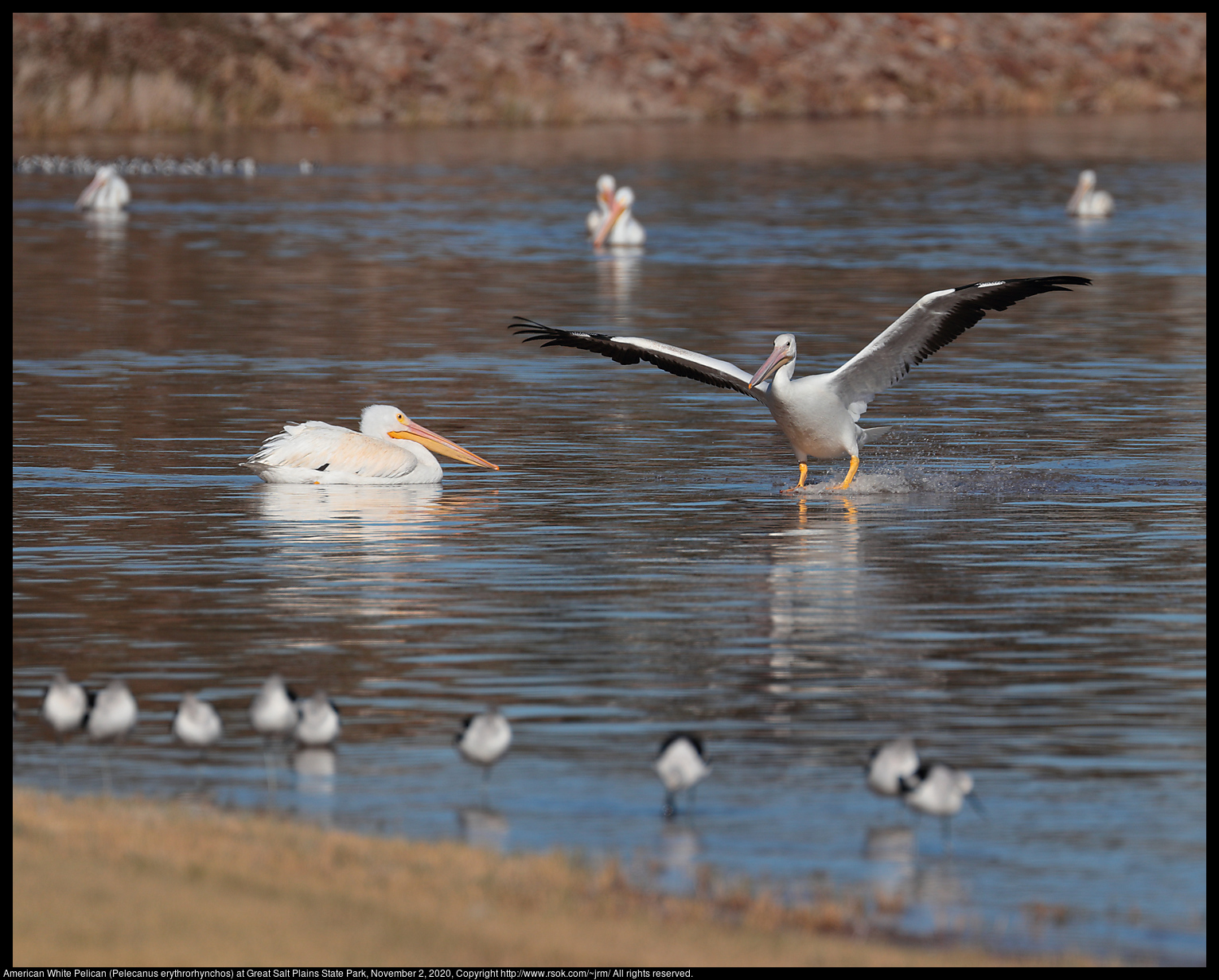 American White Pelican (Pelecanus erythrorhynchos) at Great Salt Plains State Park, November 2, 2020